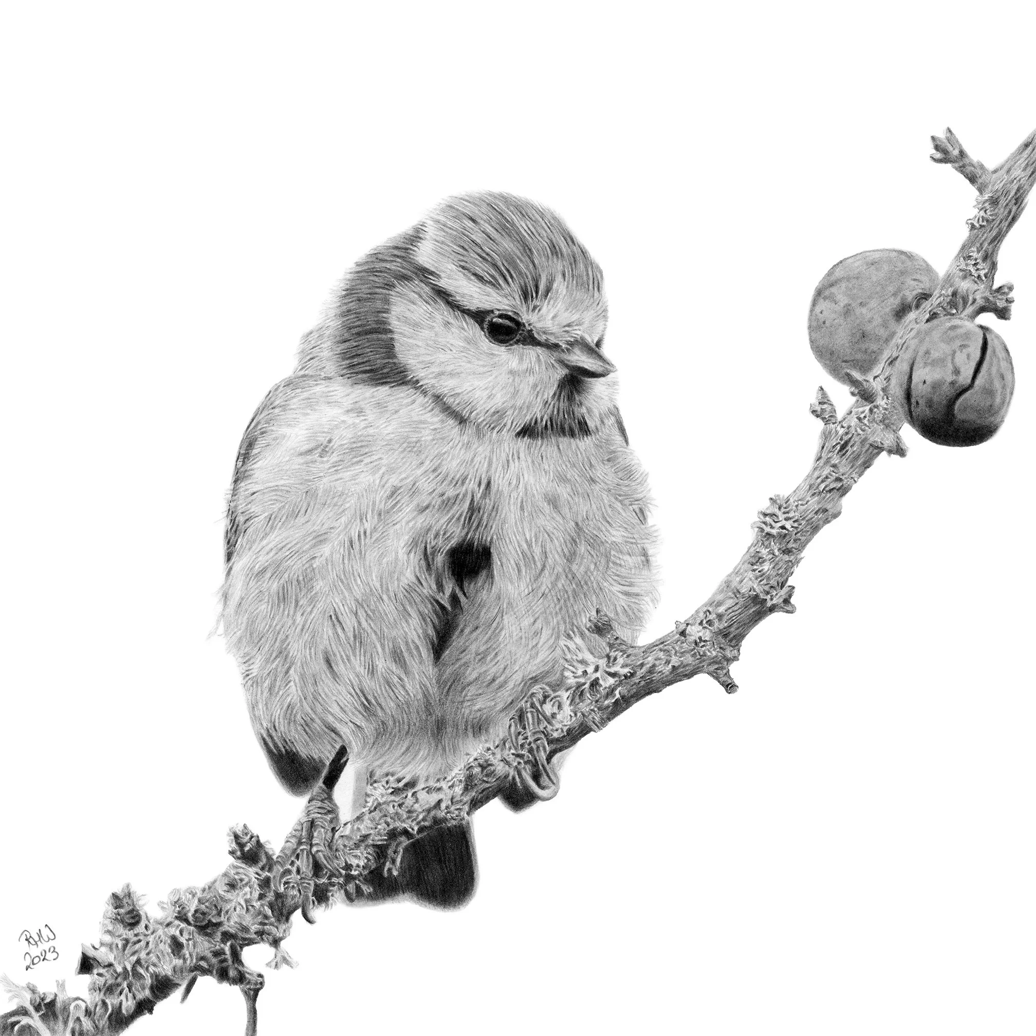 Walker_Ruth_BlueTit_framed.jpg