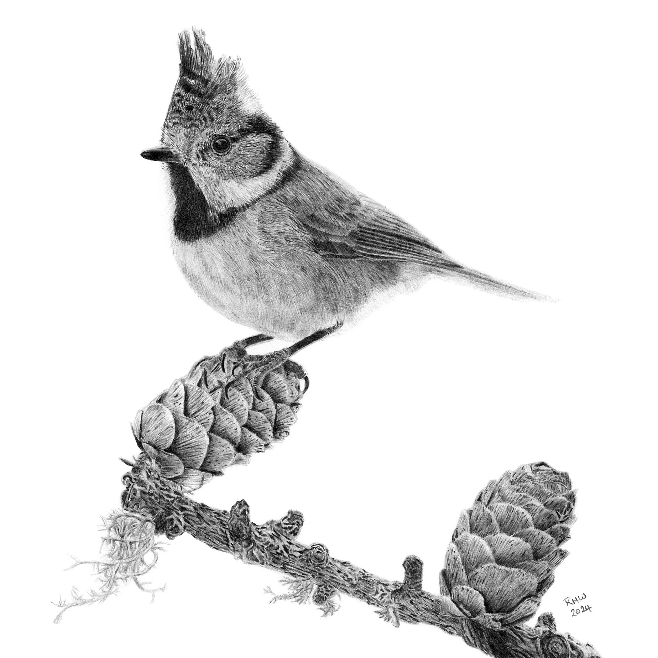 Walker_Ruth_CrestedTit_framed.jpg