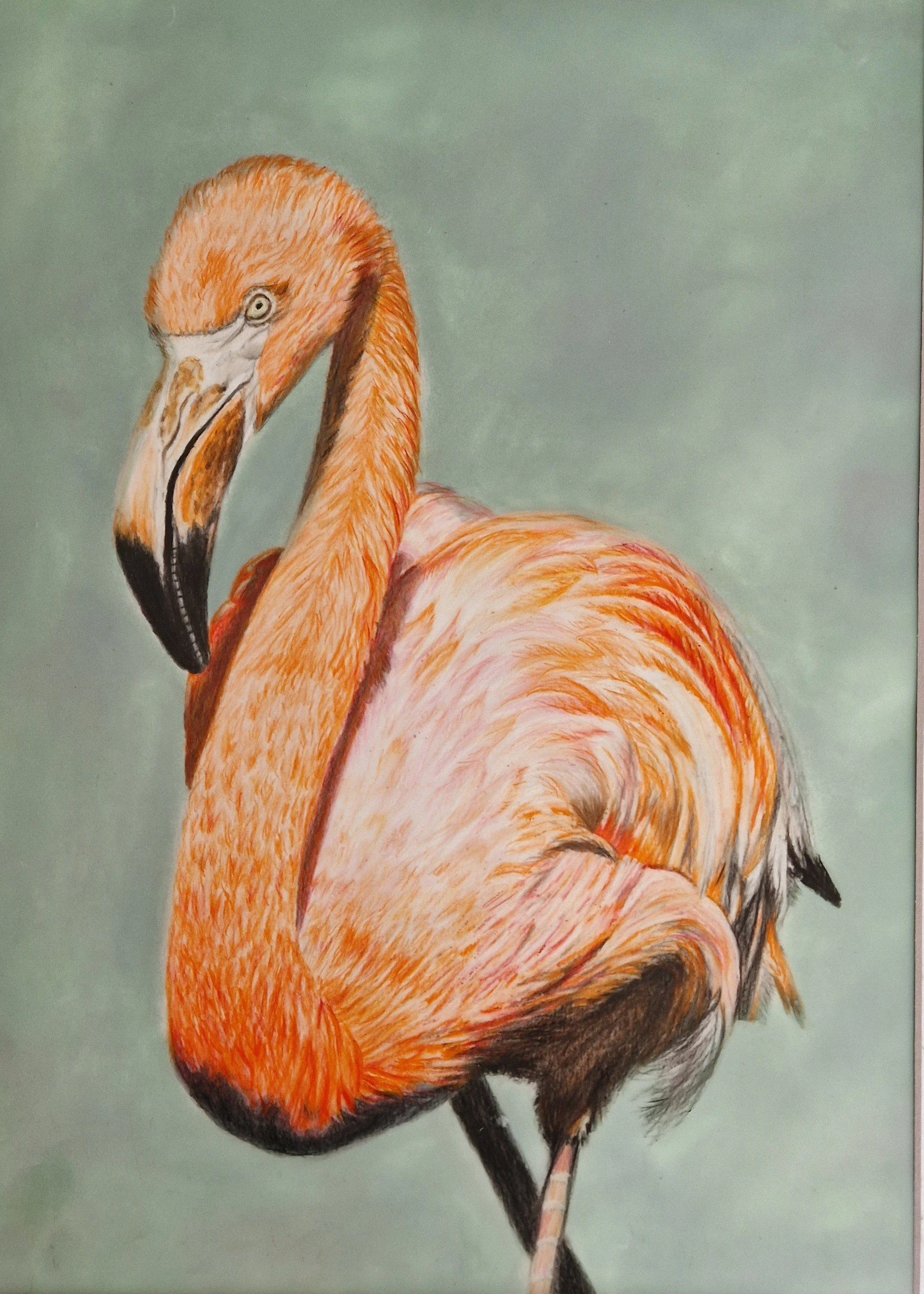 flamingo.jpg