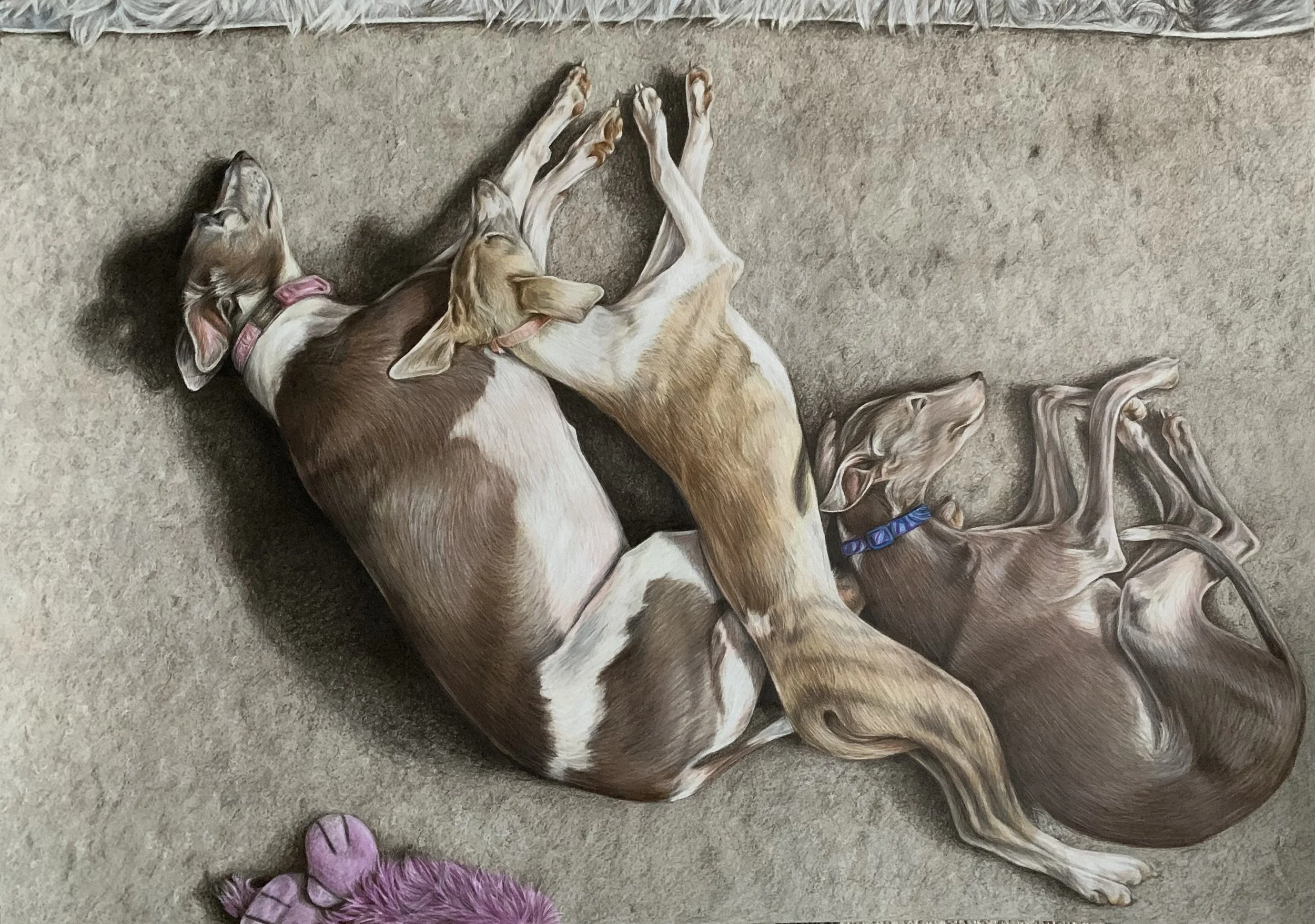 DE BROISE_ELIZABETH_THE PACK_COLOUR PENCIL_42X59CM.jpeg