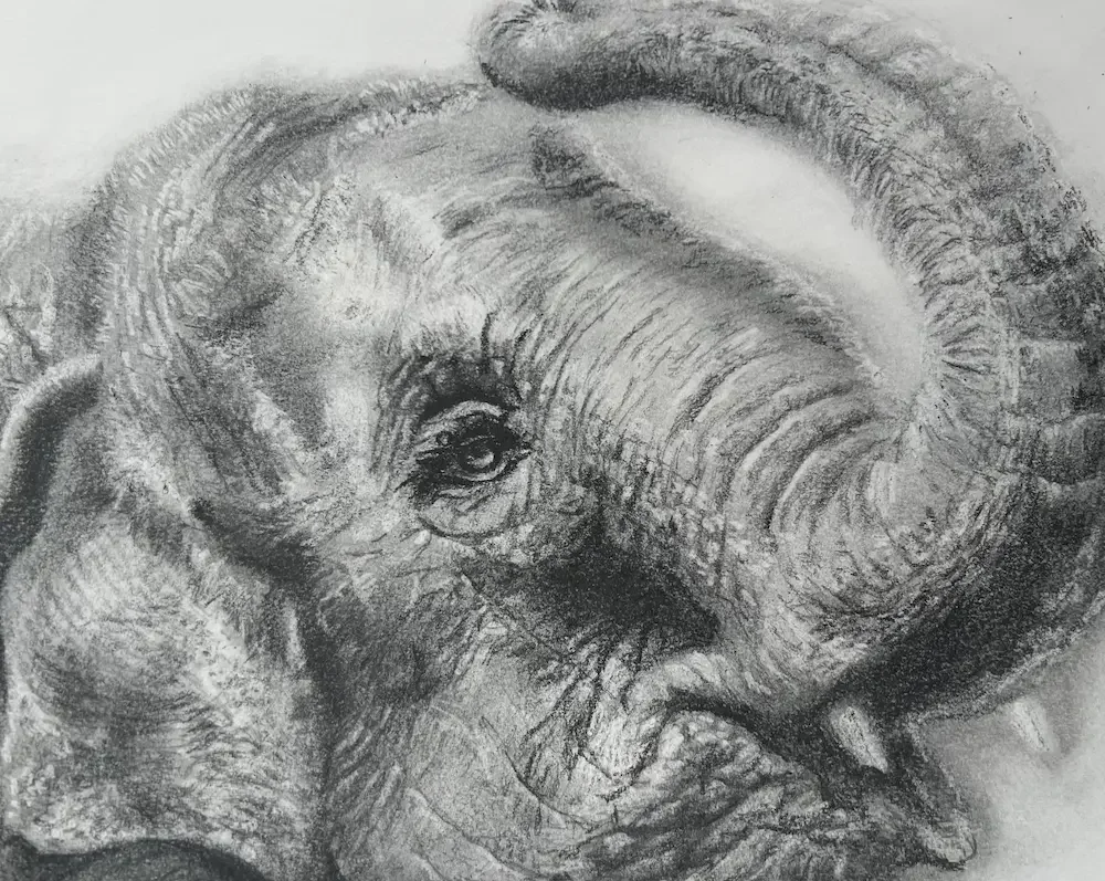 Darling_Erika_elephant_graphite_11x14.webp