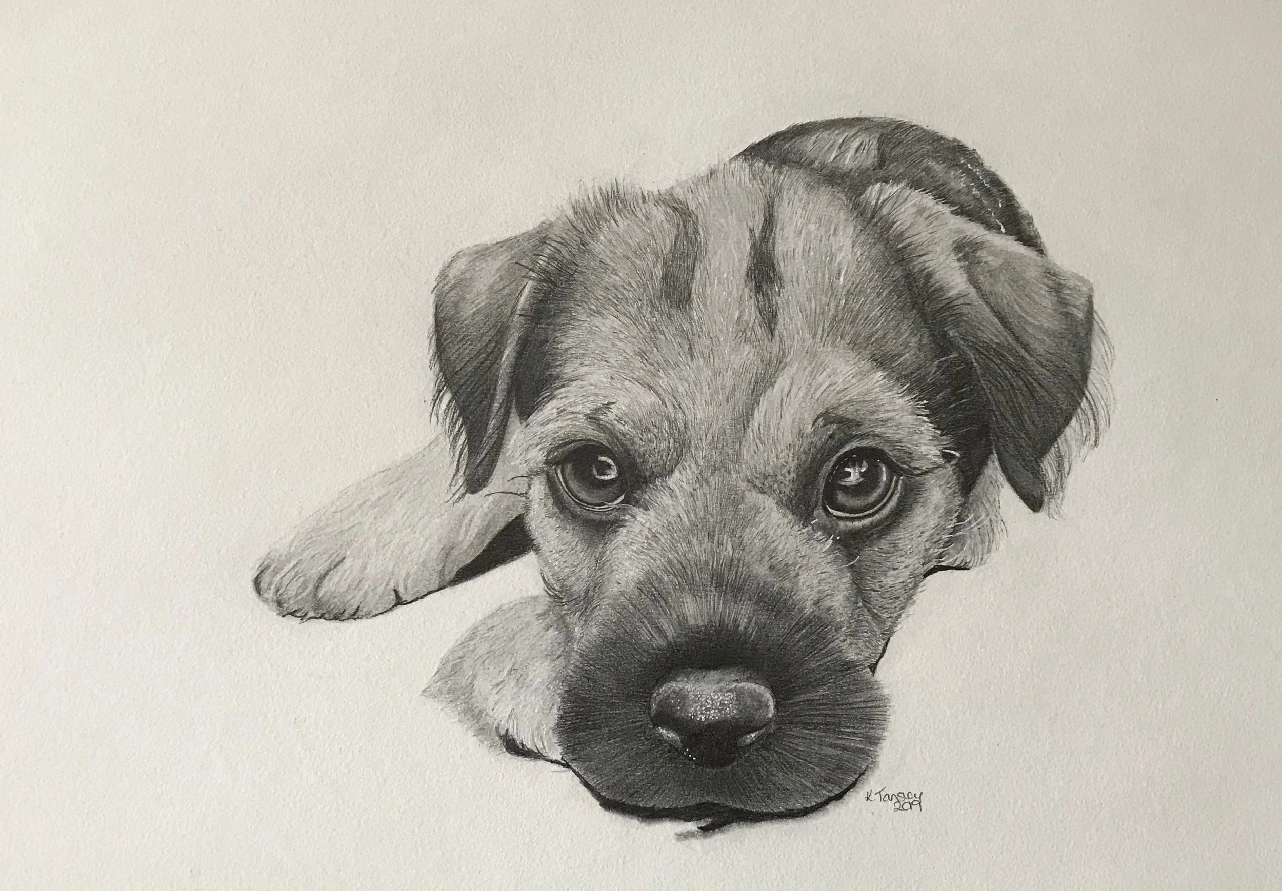 TANSLEY_KATRINE_PUPPY_GRAPHITE_A3.jpeg