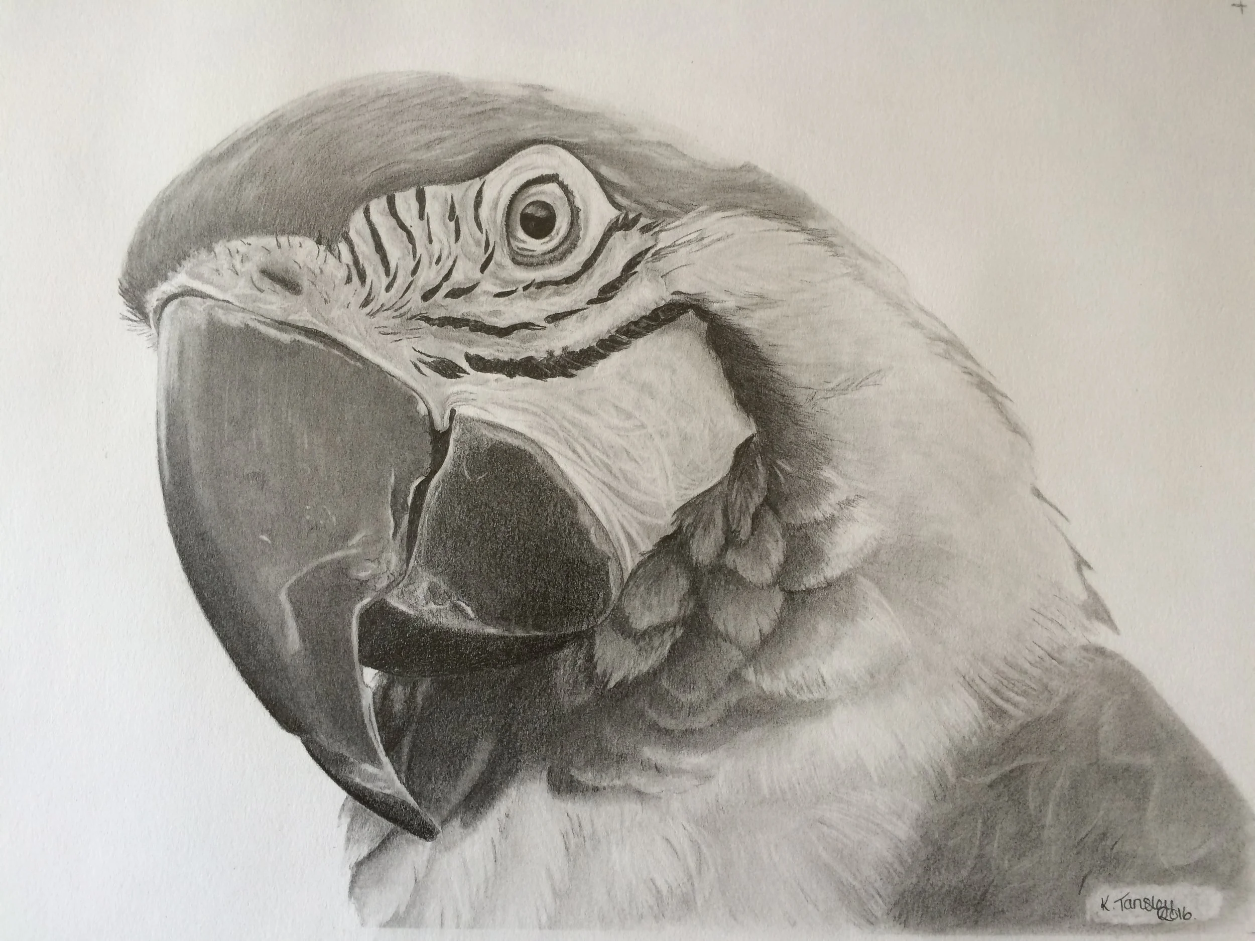 Katrine Tansley (Beaus Studio)