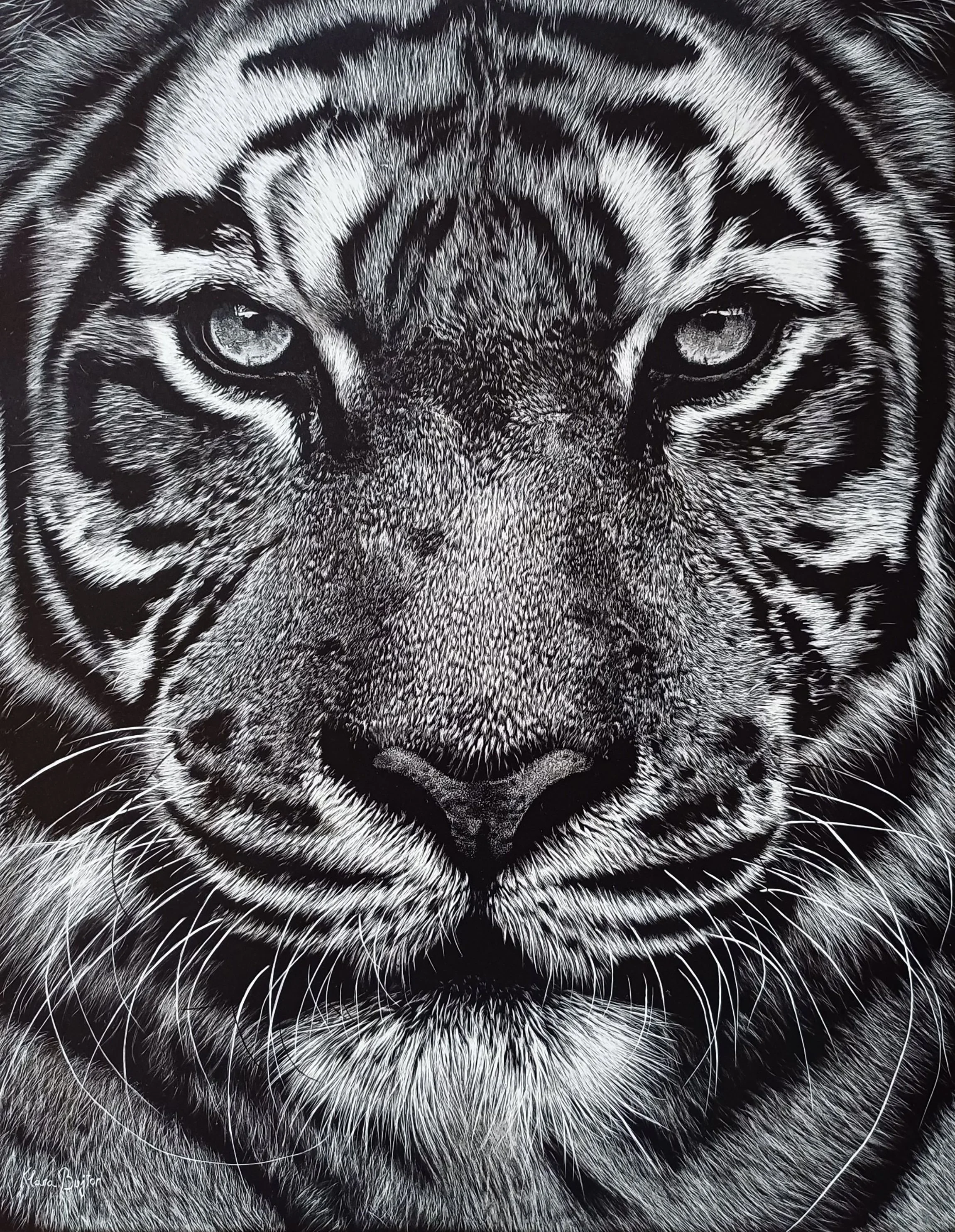 Bujtor_Klara_Strength_scratchboard_11x14.jpg
