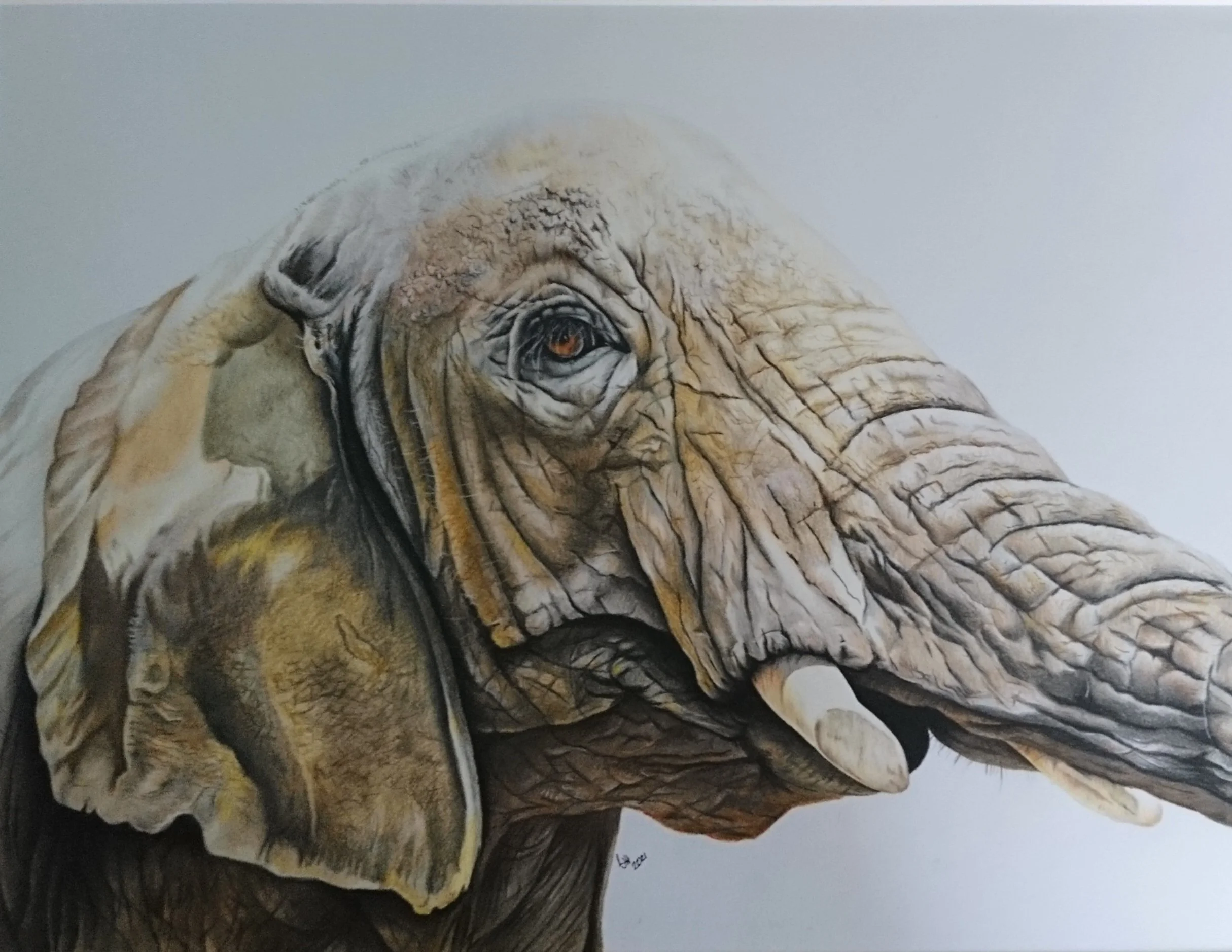 HammondLaura_Wrinkles_colourpencil_300x400.jpg