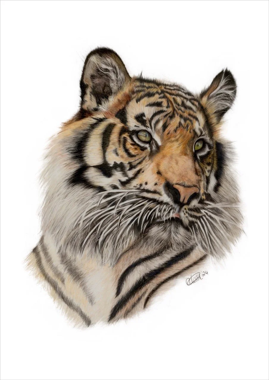 THOMAS_ALESSI_DREAMY TIGER_COLOURED PENCIL_A4.jpeg