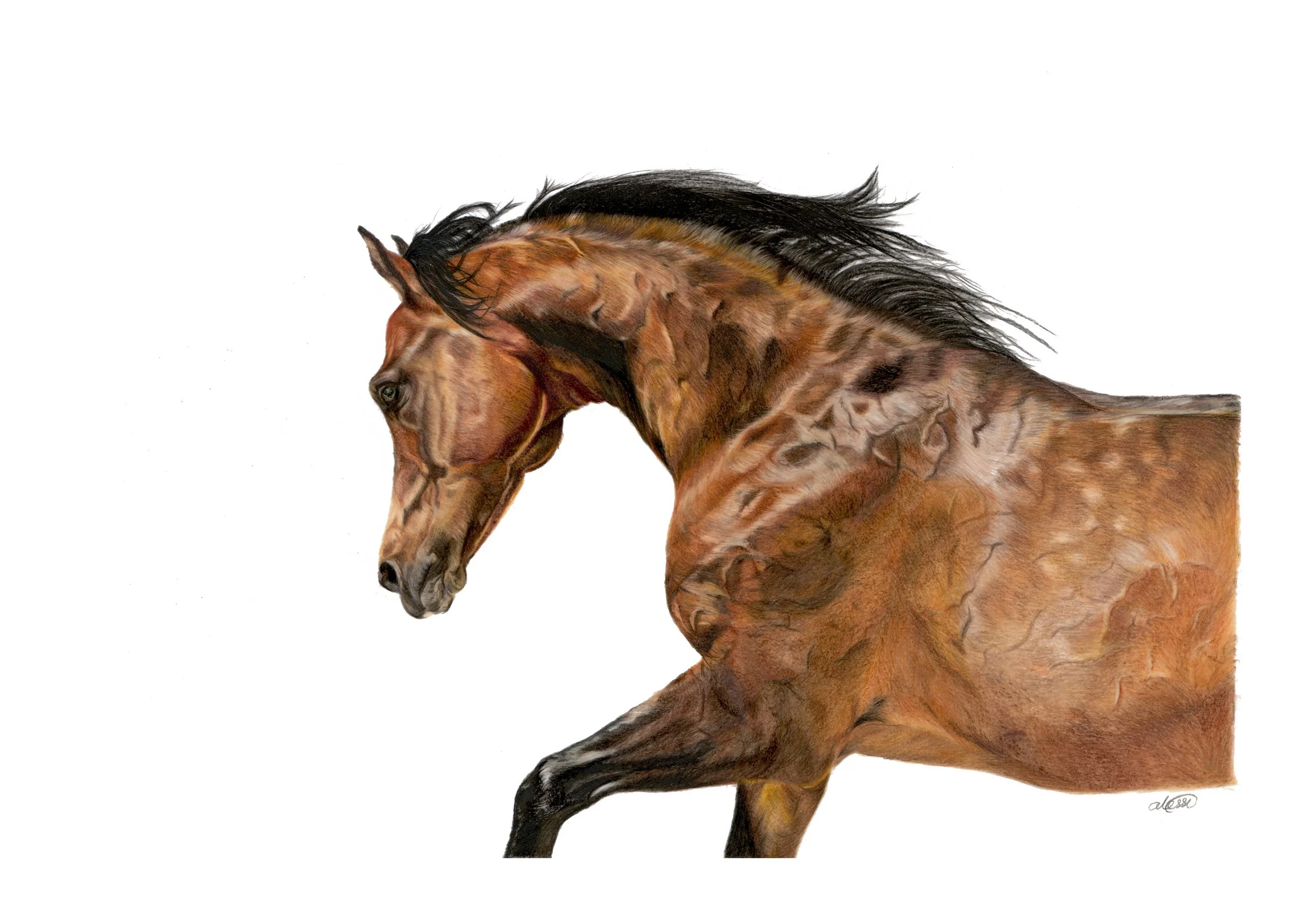 THOMAS_ALESSI_THE GLINTING STRIDE OF FREEDOM_COLOURED PENCIL_A4.jpg