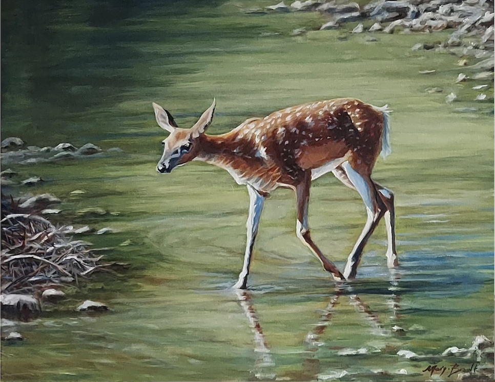 Fawn Crossing a Creek