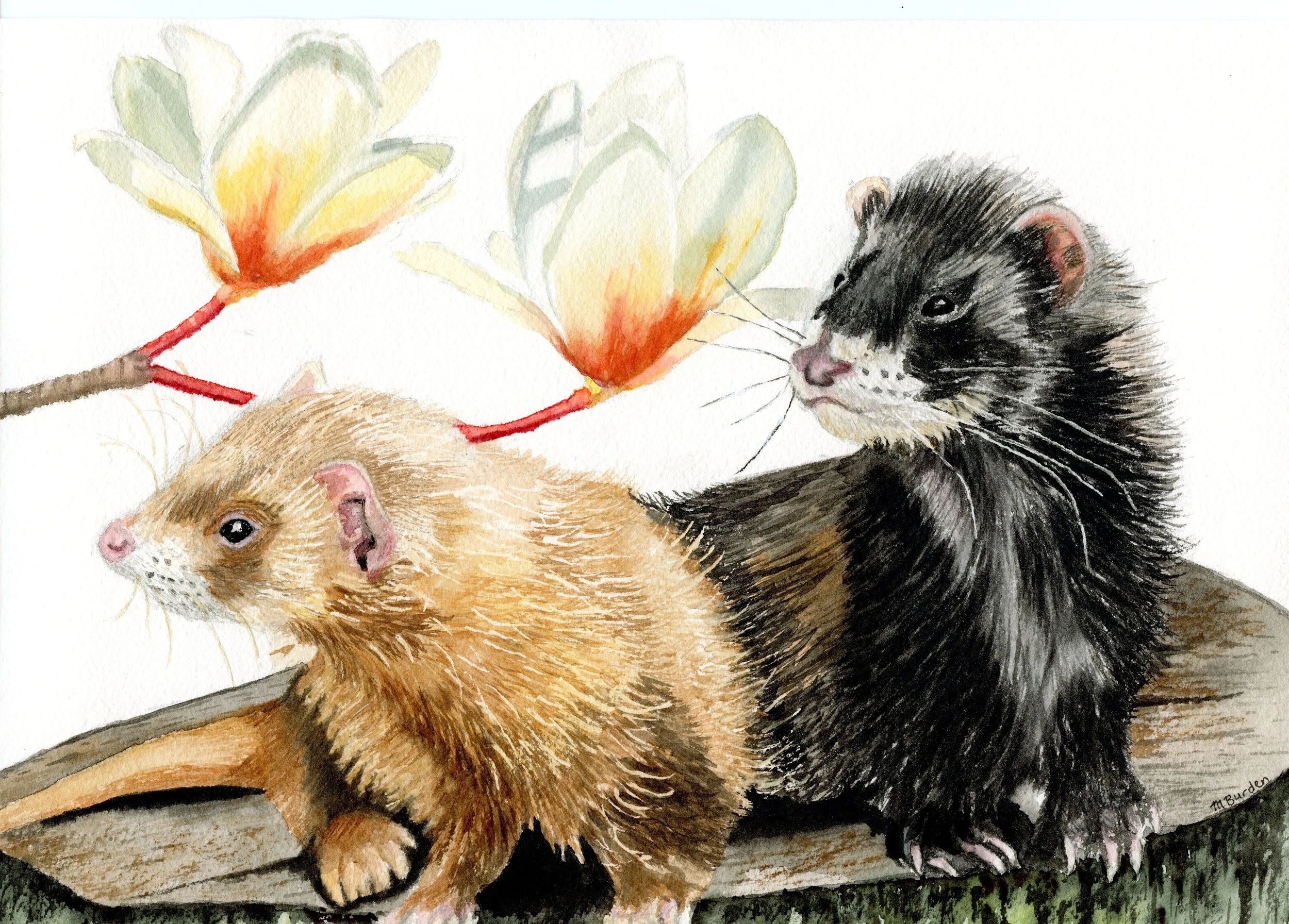 A Ferret - Tale Romance