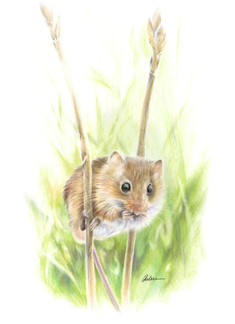 Field Mouse