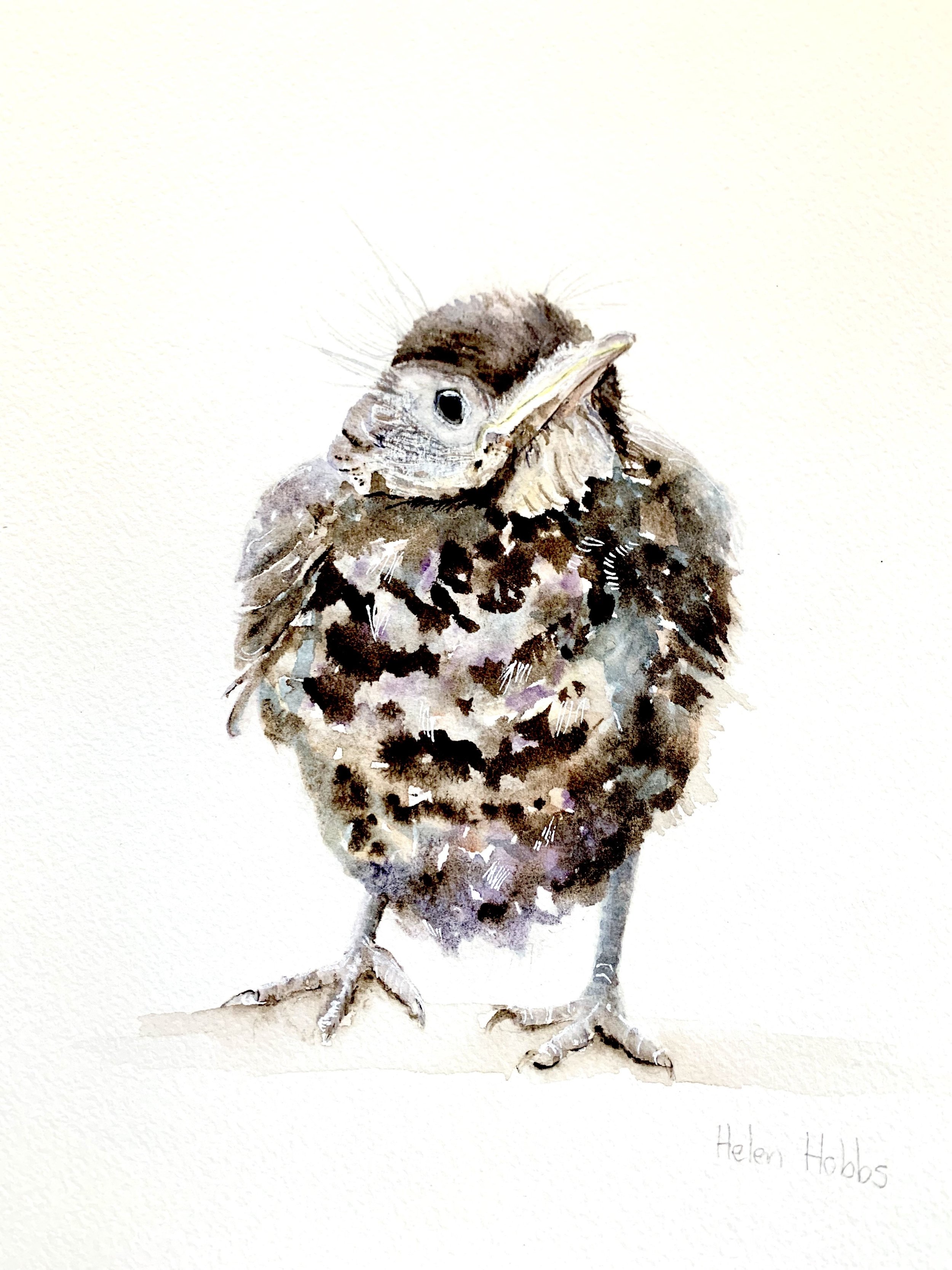 Hobbs_Helen_Fledgling_online.jpg