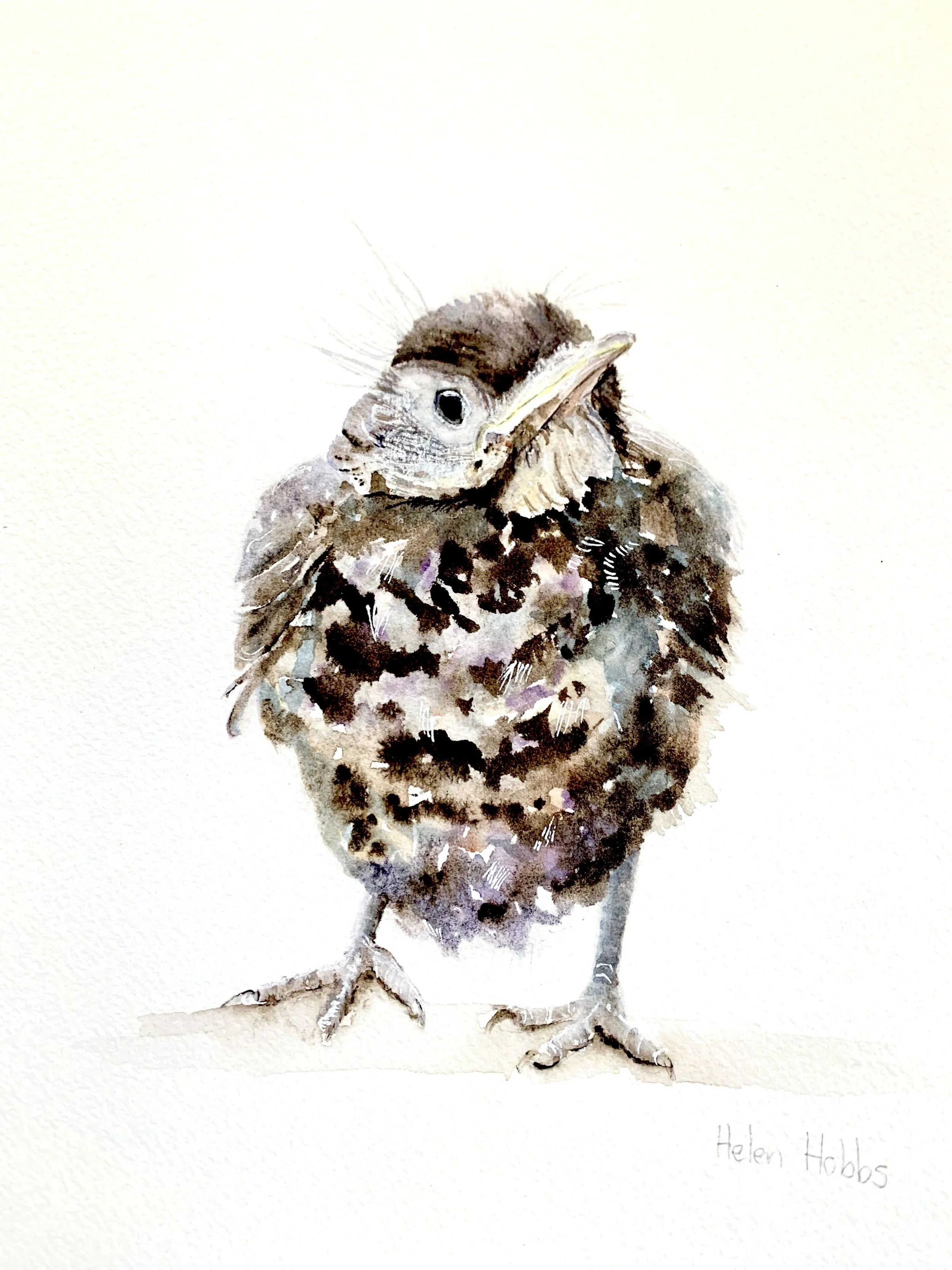 Hobbs_Helen_Fledgling_online.jpg