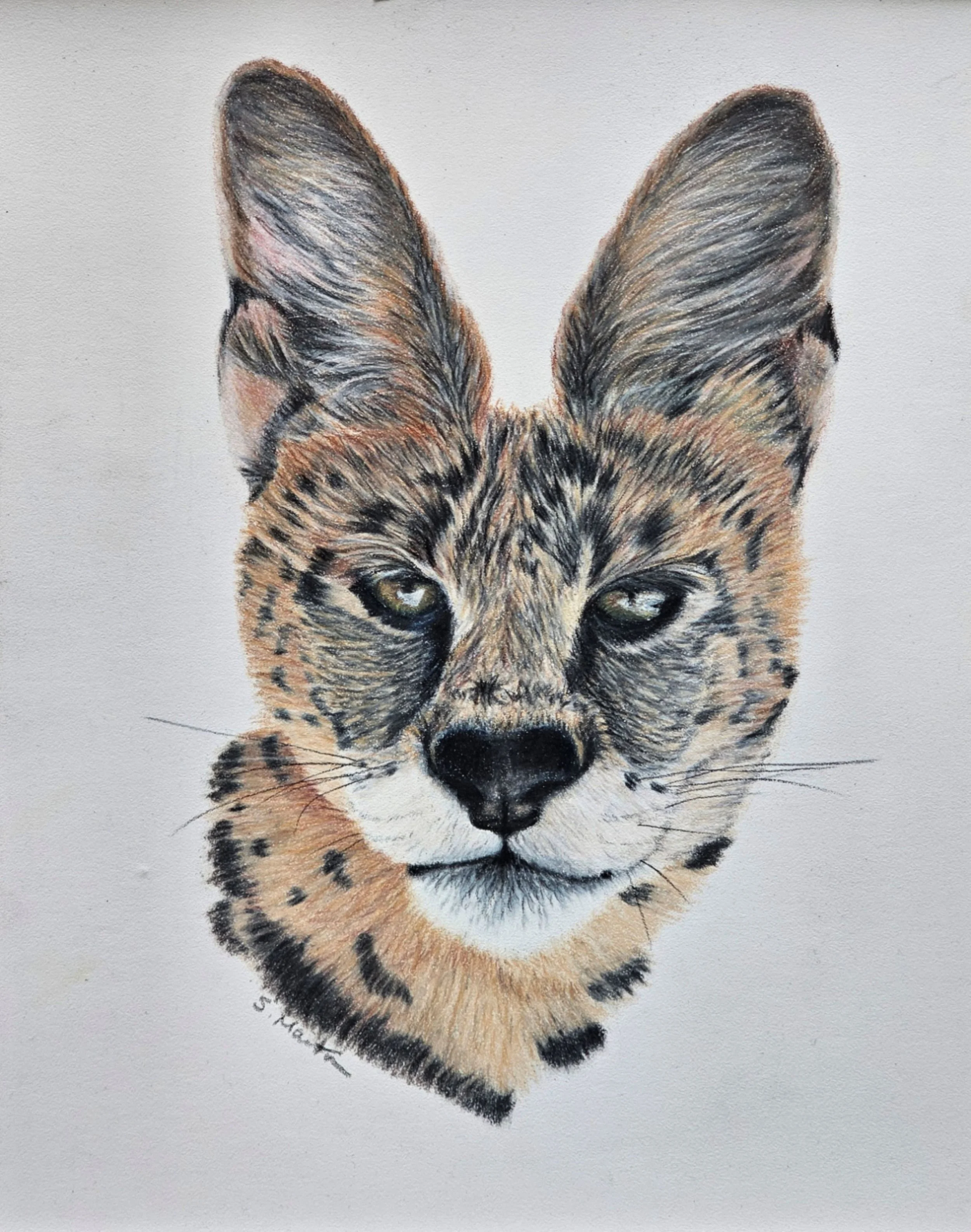 Martin-Sharon-African-Serval-Unframed.jpg