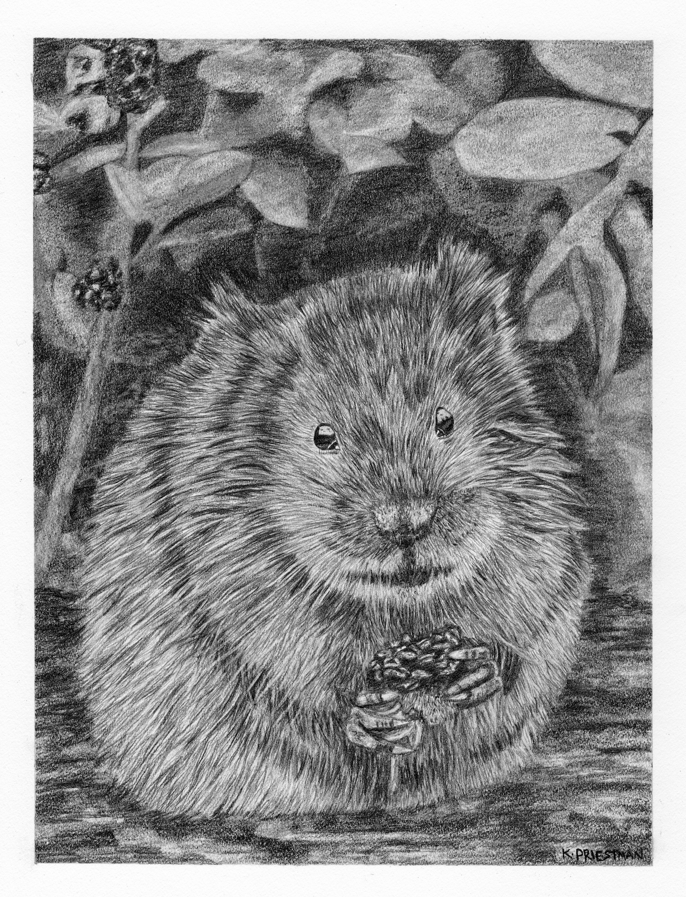 Priestman_Kate_Water Vole_Online.png