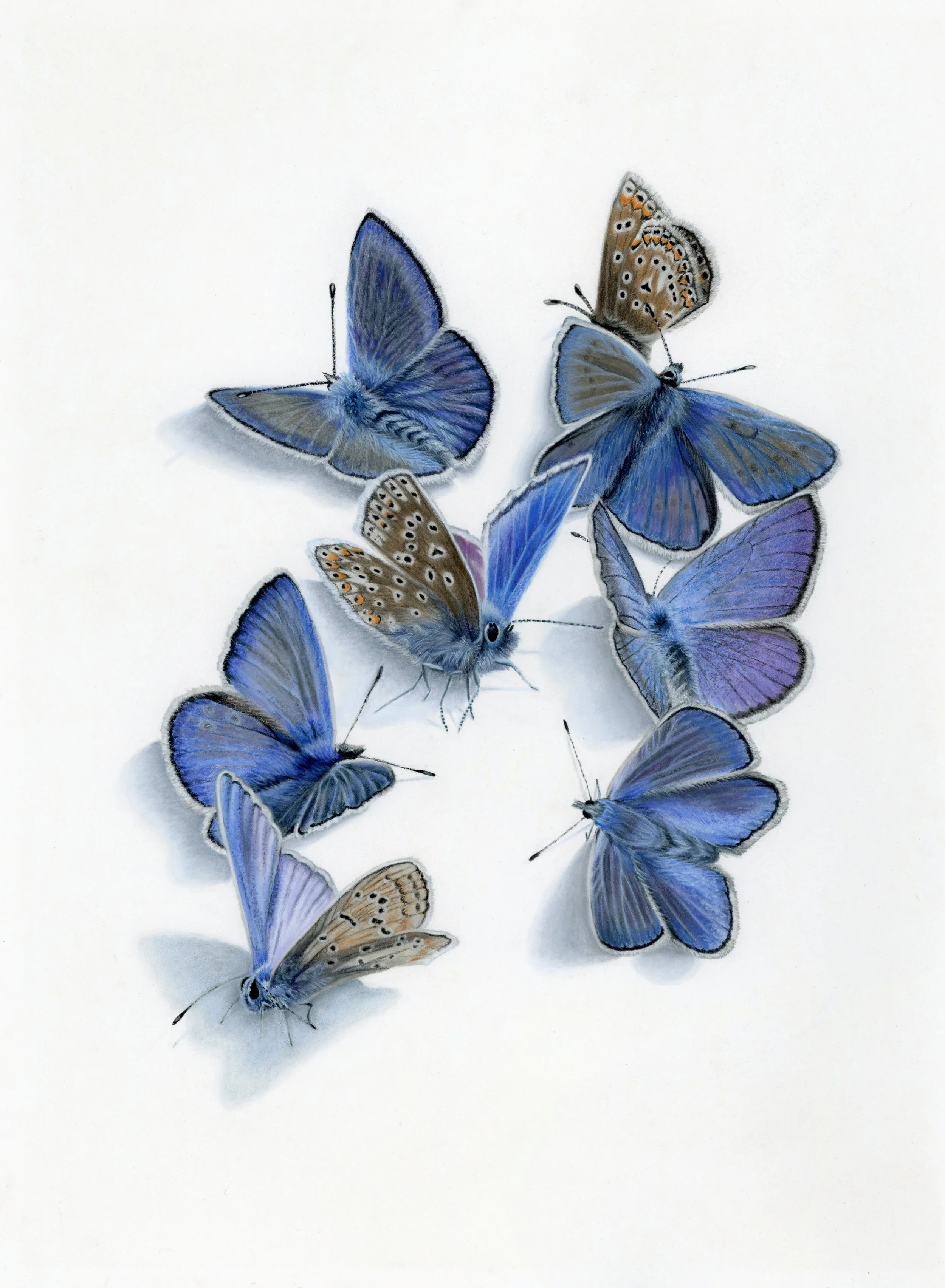 Where Blue Takes Wing