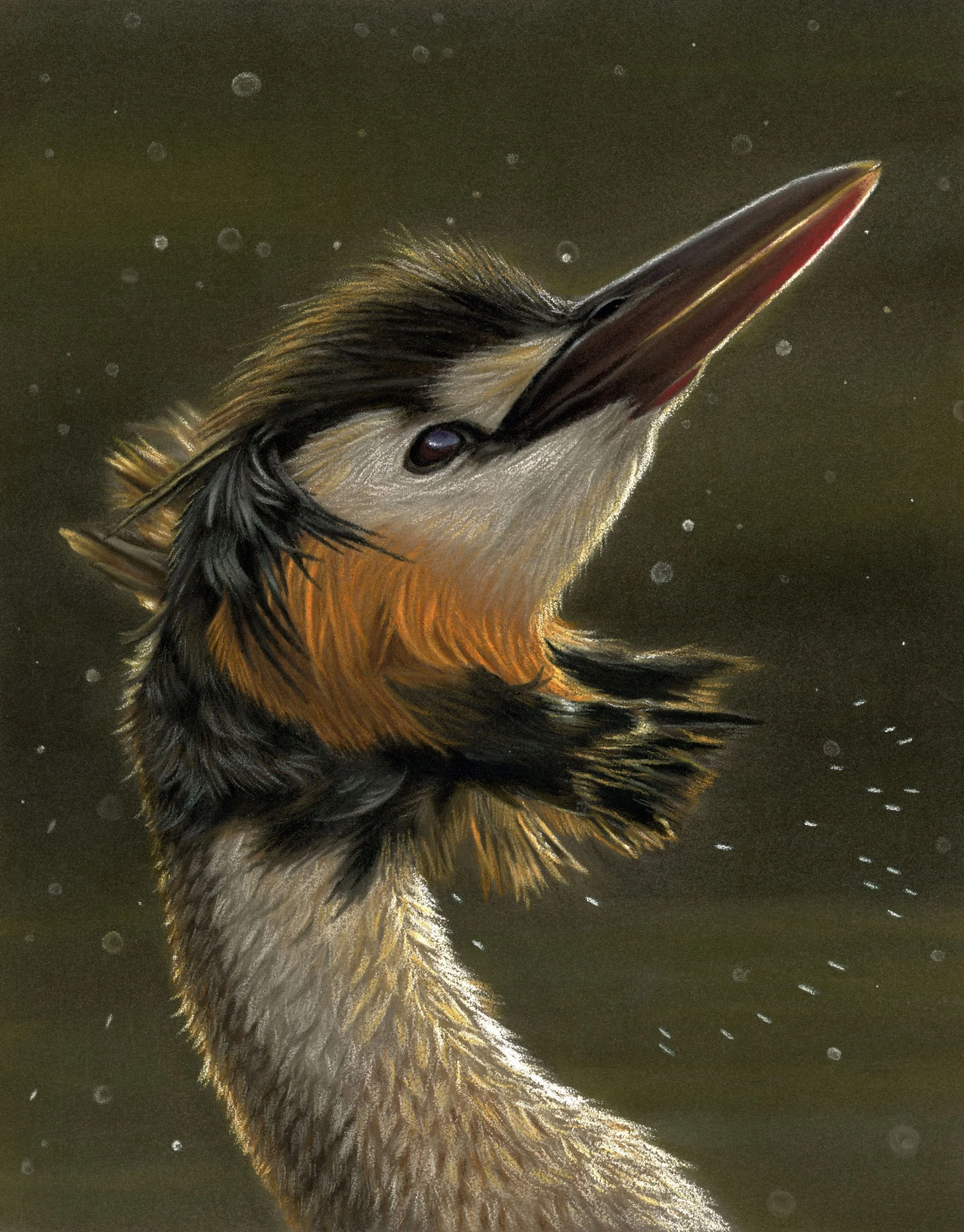 Crested Grebe - Feathery Focus Collection