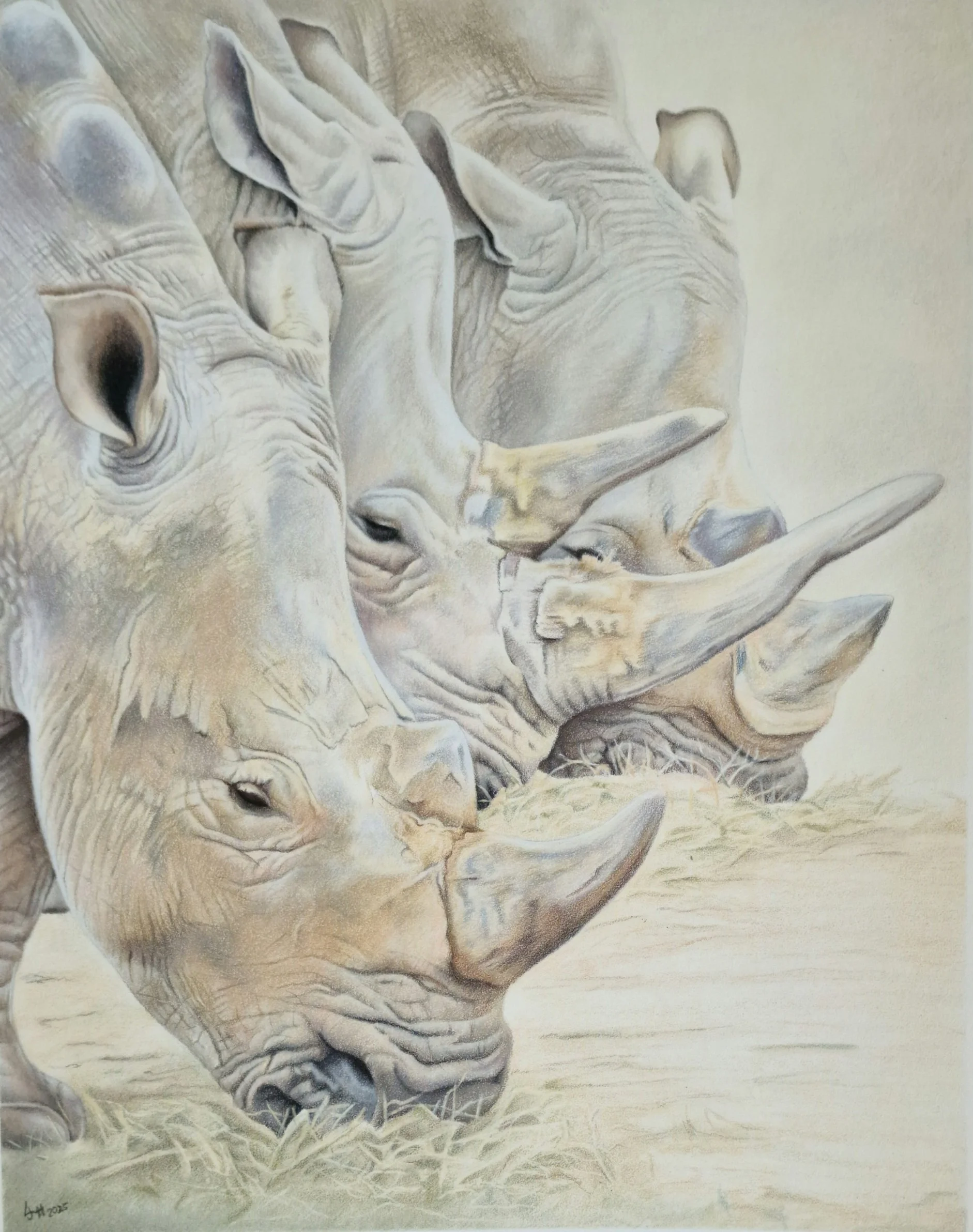 3 white rhino