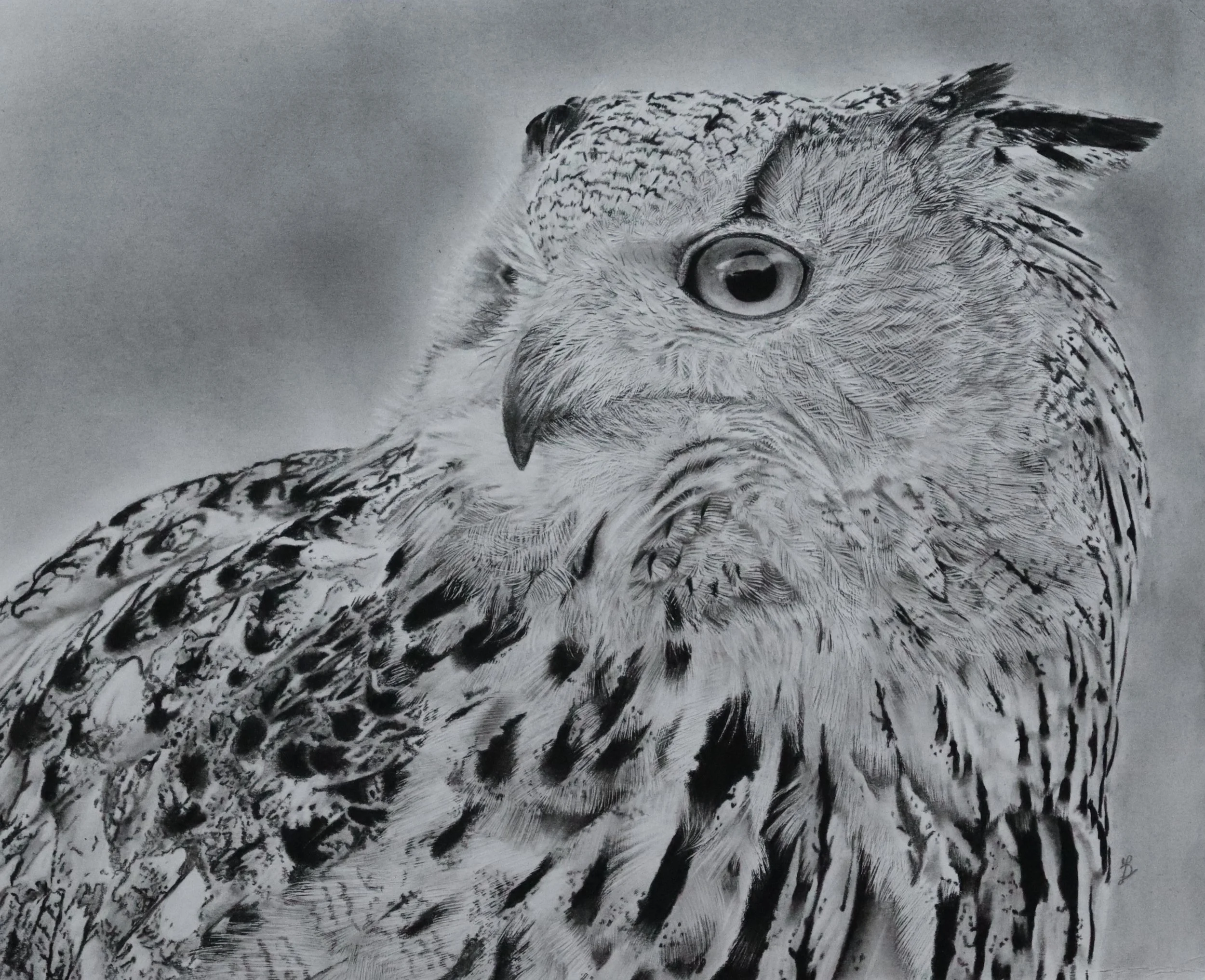 Owl Series - Siberian Eagle Owl