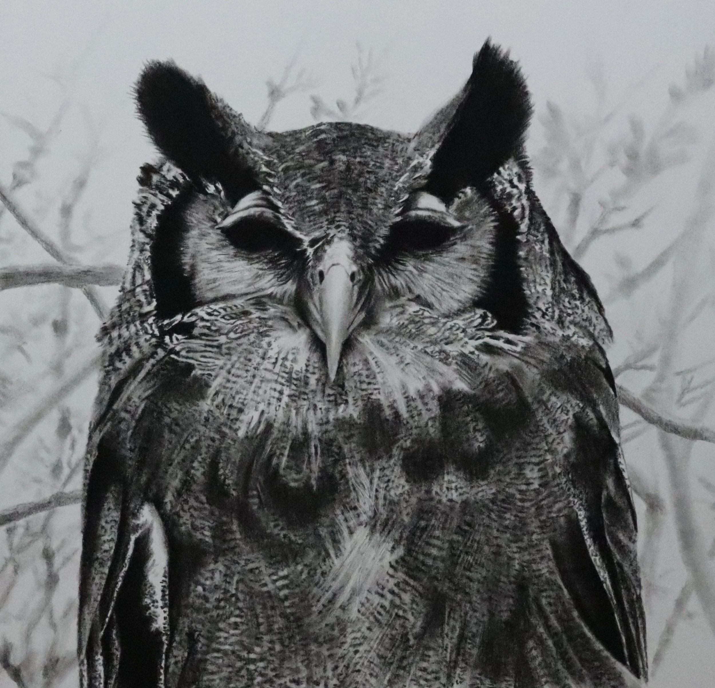 Owl Series - Verreaux's Eagle Owl