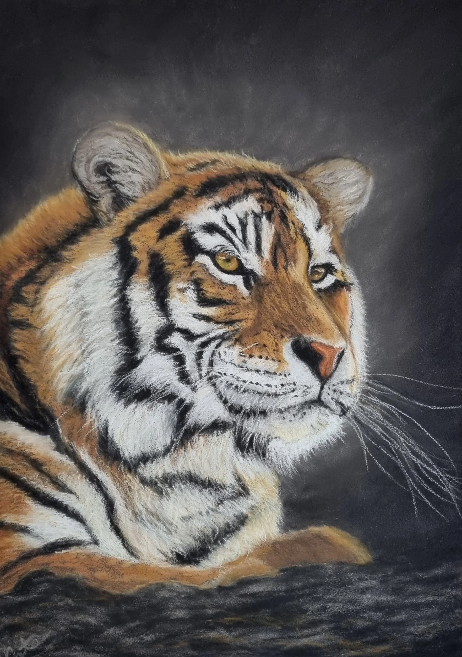 Tiger on the Lookout