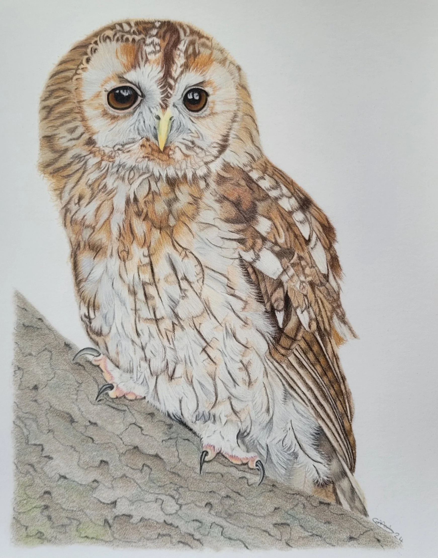 Tawny Owl