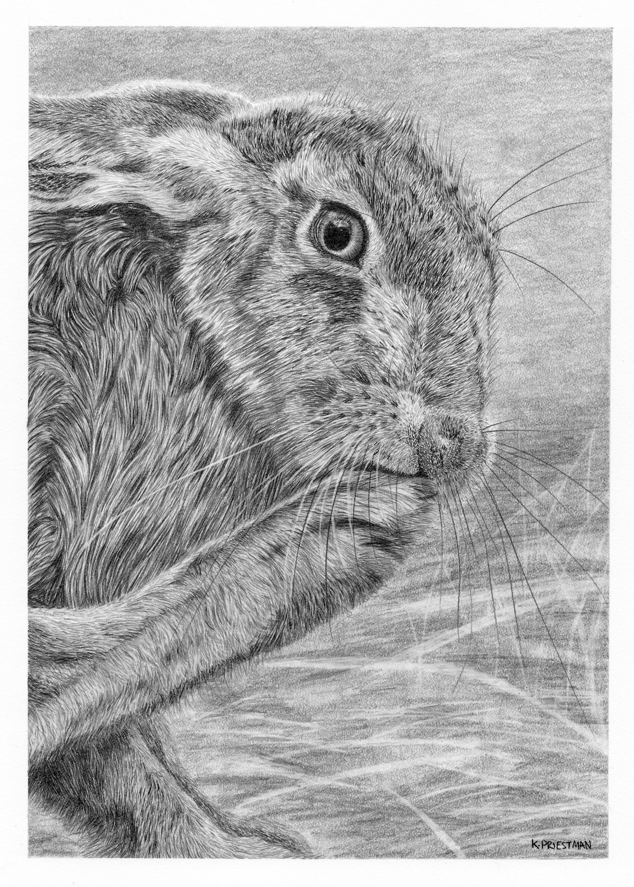 Hare's Pause