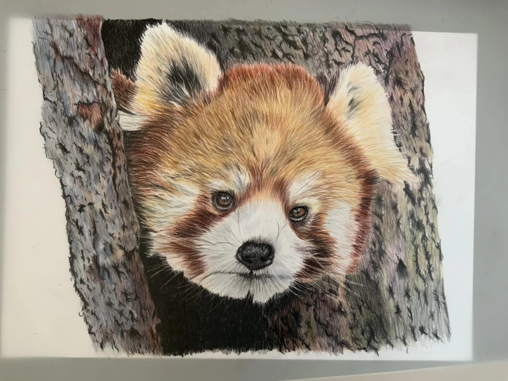 Red Panda