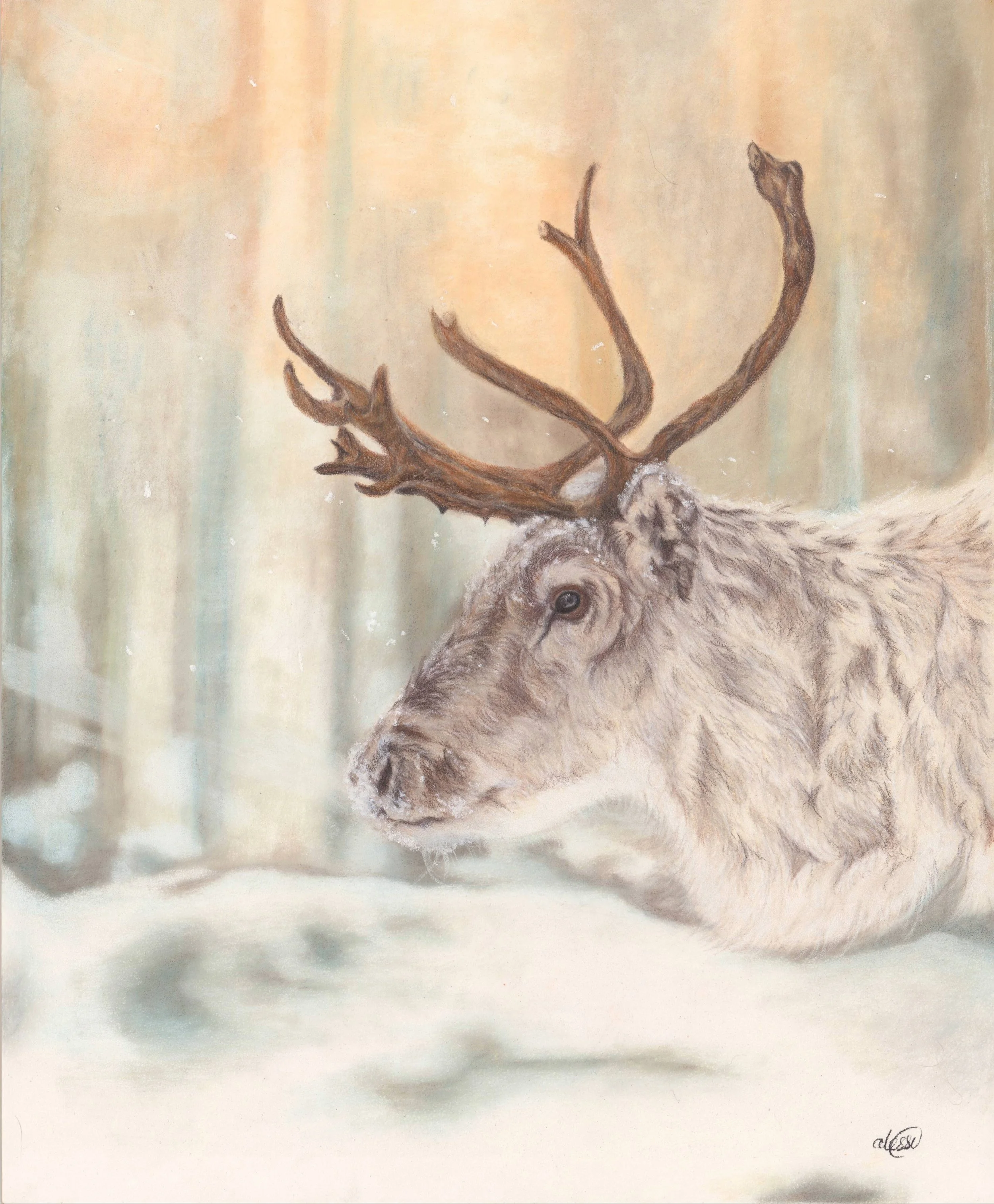 Winters Breath on Velvet Fur