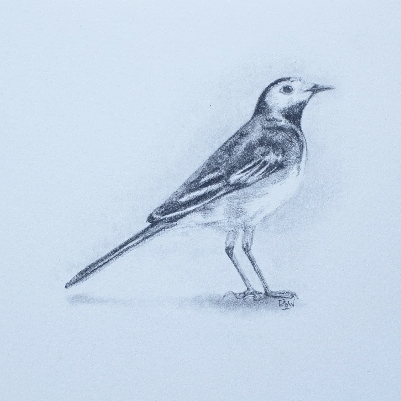 Pied Wagtail
