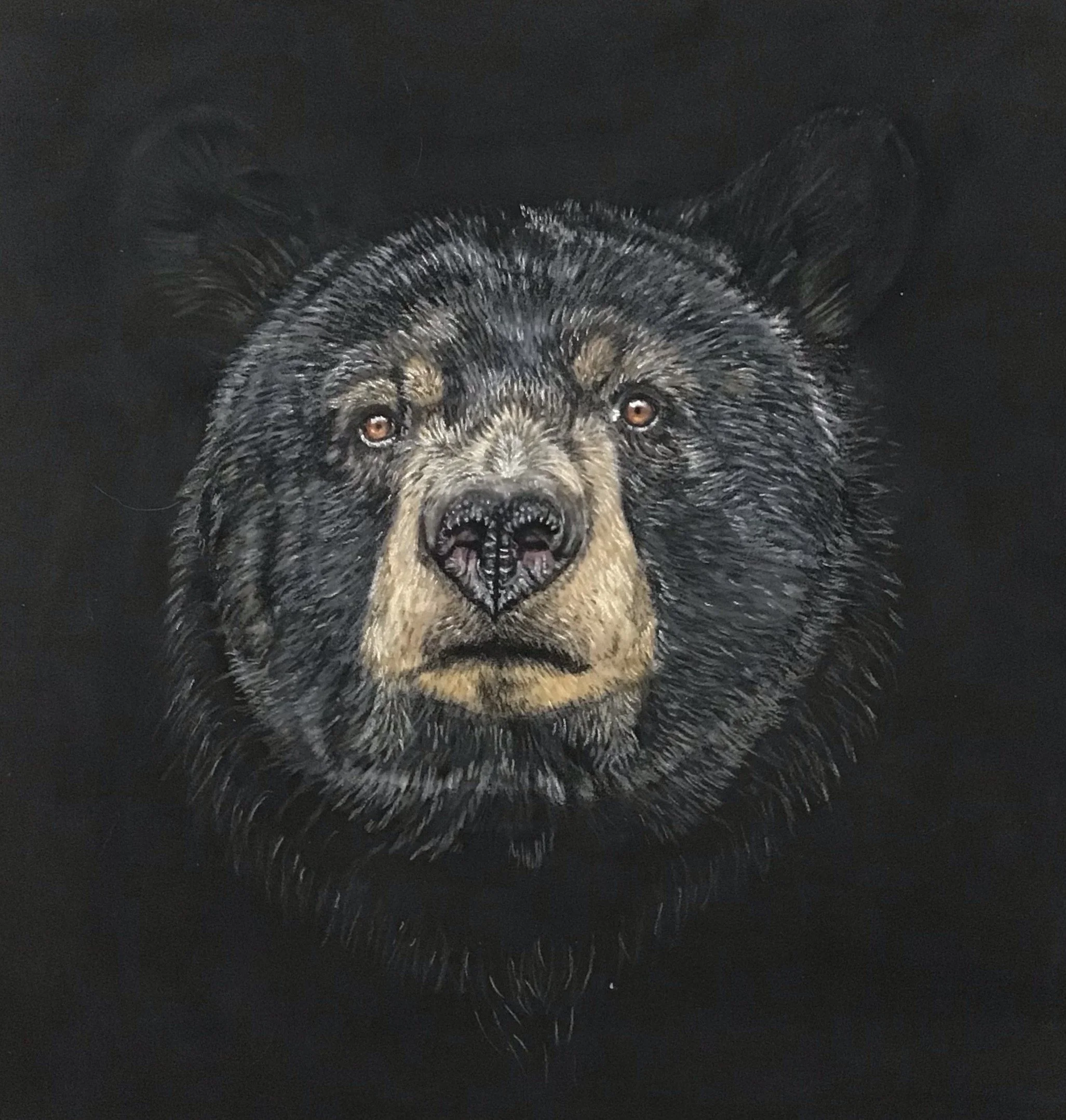 Bear