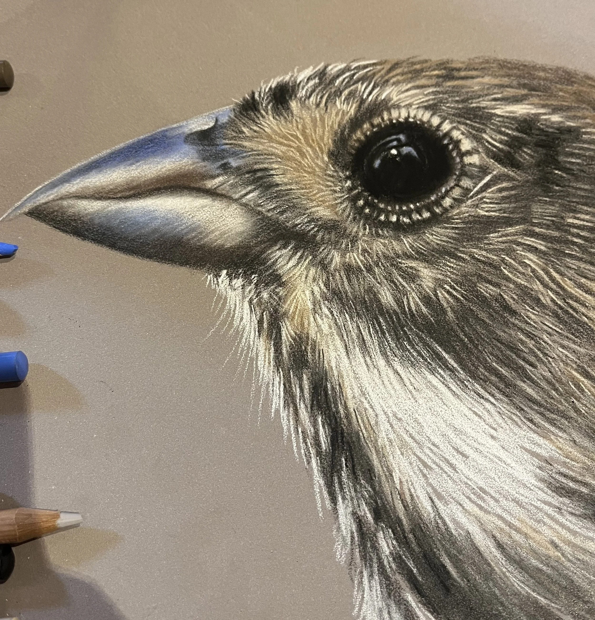 Reed Bunting at The Meer