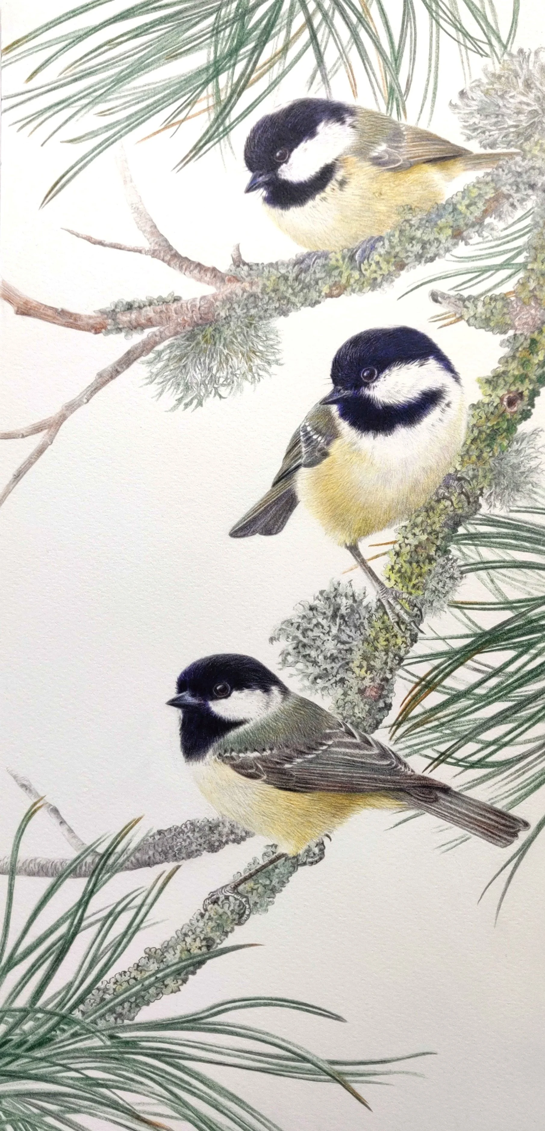 Briggs Valerie Birds of a Feather Coal Tits Framed.jpg