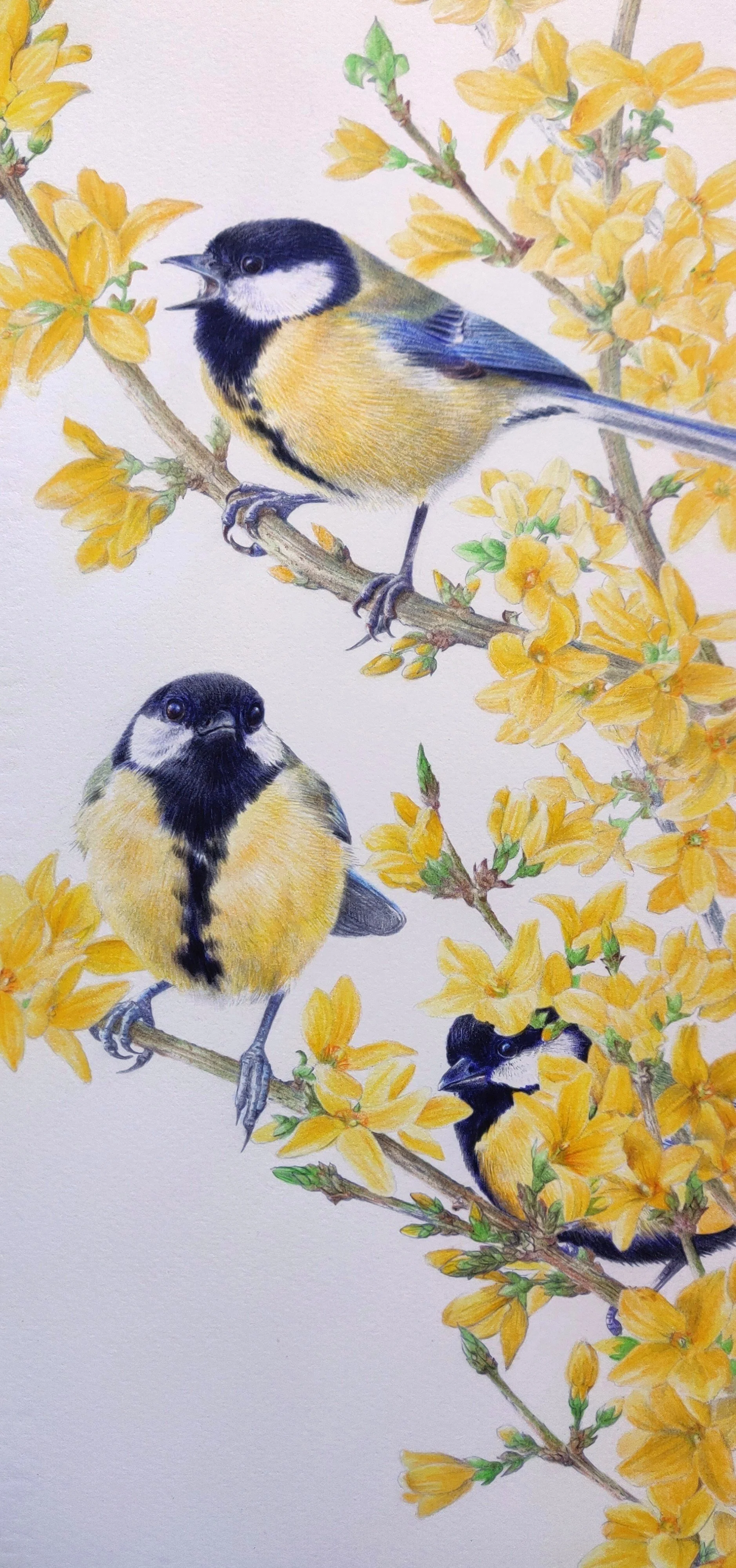 Briggs Valerie Birds of a Feather Great Tits Framed.jpg