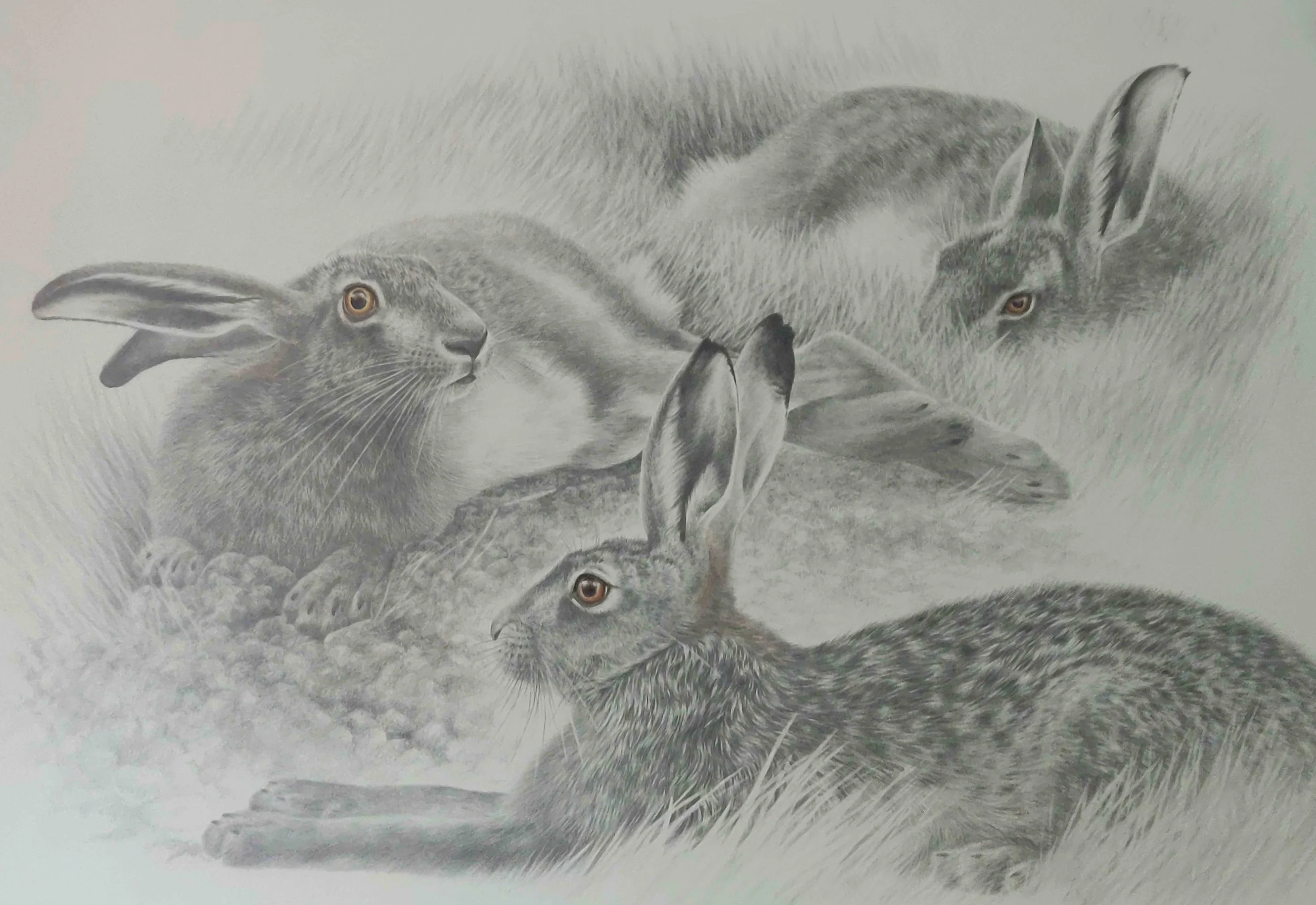 Briggs Valerie Resting Hares Framed.jpg