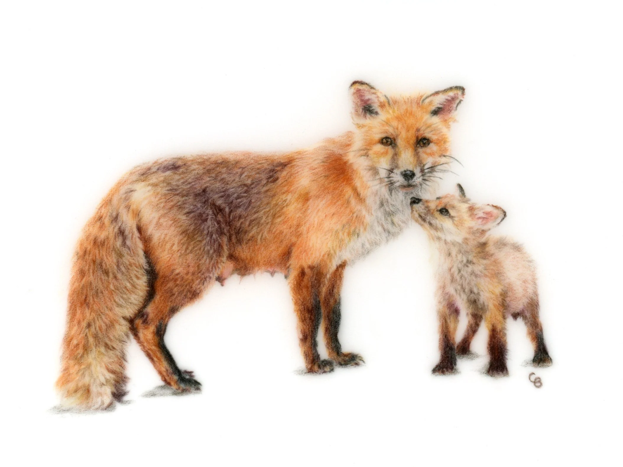 Burrows_Chesca_Vixen and Cub_Framed.jpg