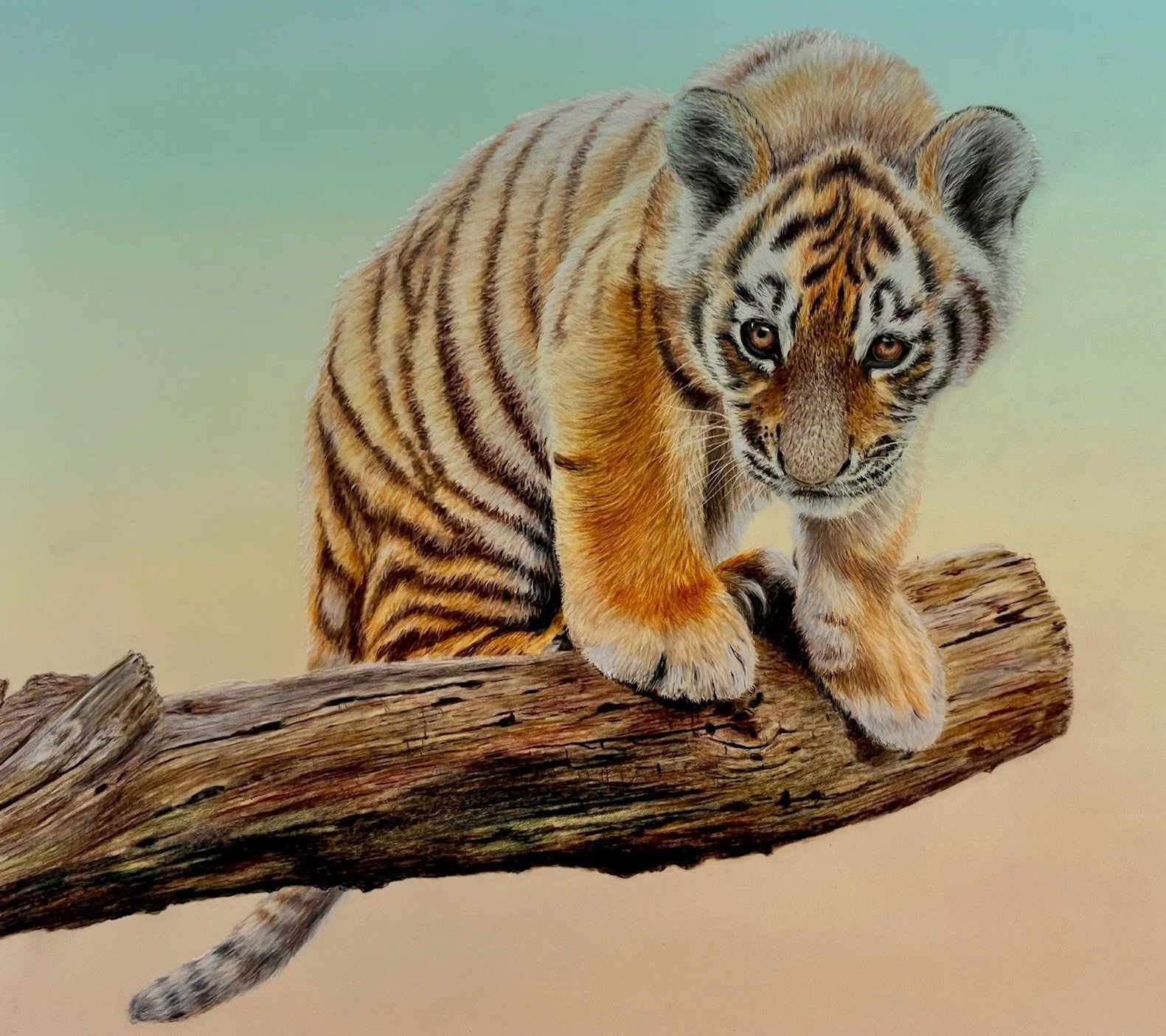 Chapman_Karen_Tiger_cub_at_play_Framed.jpg