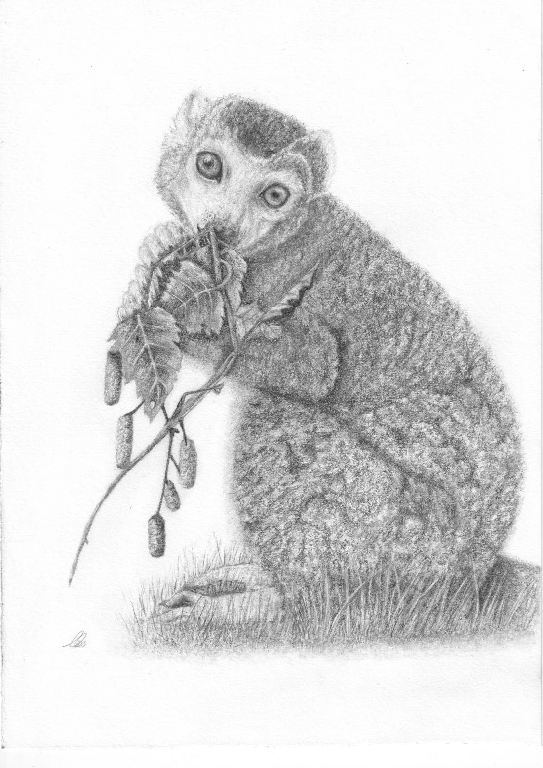 Crawford_Claire_Crowned Lemur_Framed.jpg