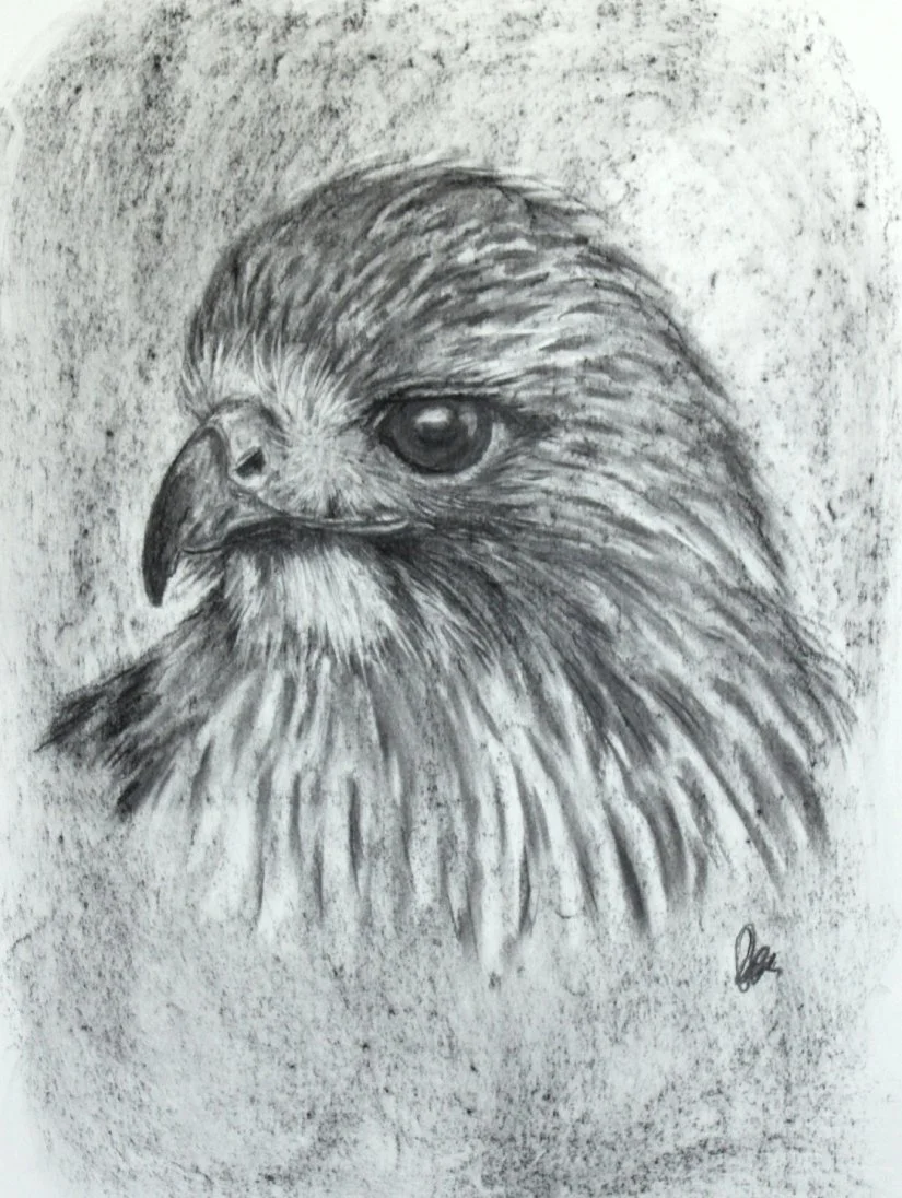 Crawford_Claire_Hawk Sketch_Framed.jpg