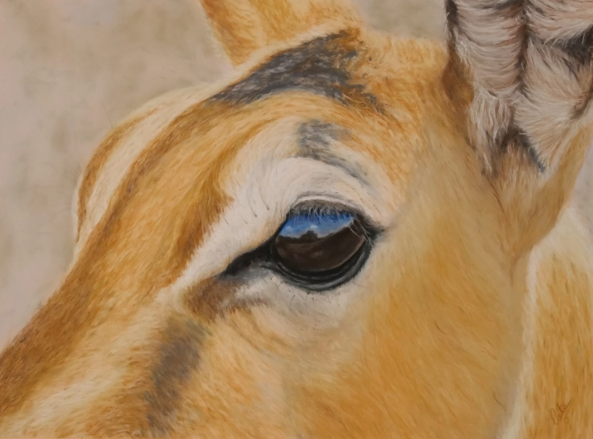 Kutas_Cate_Safari Through My Eyes_Framed.JPG