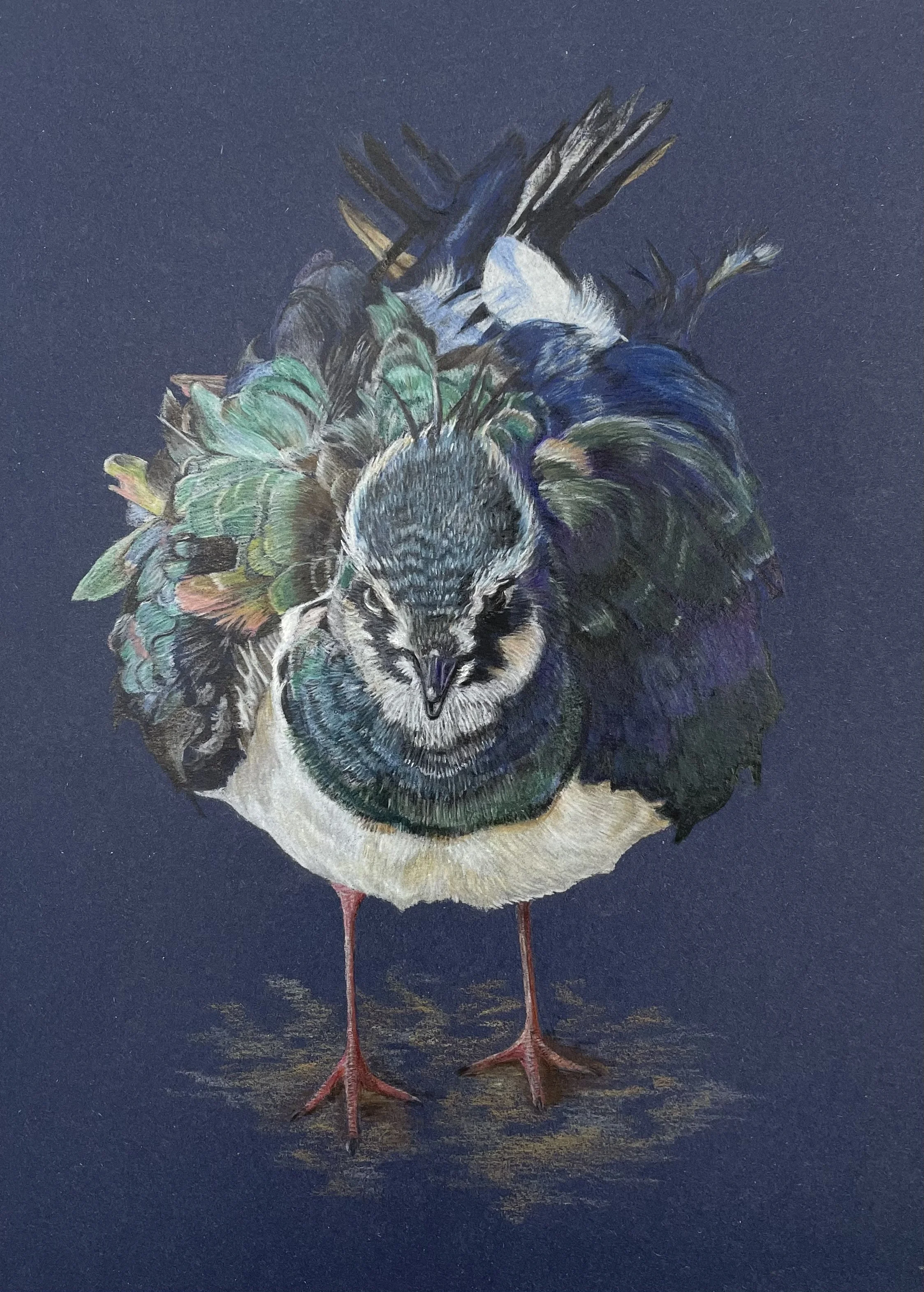 Mayne_Lesley_Ruffled Up_Framed_3635.jpg