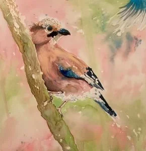 Stroud_ Jaci_ Jay, a woodland jewel_framed.jpg