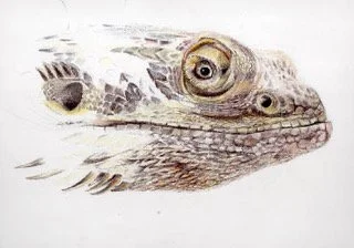 Haines_Beverley_Spike_Coloured Pencils_A2.jpeg