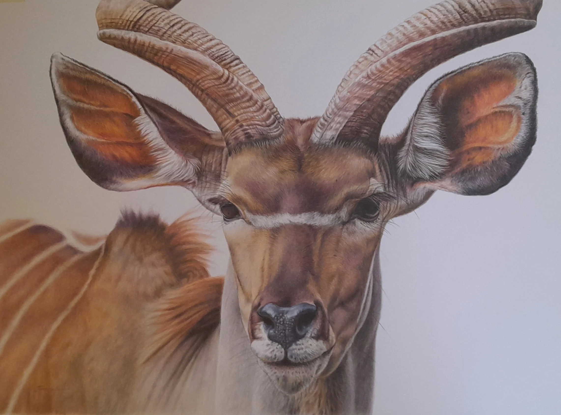 WOOSNAM_JUSTINE_KUDU BULL_COLOUREDPENCIL_A2.jpg