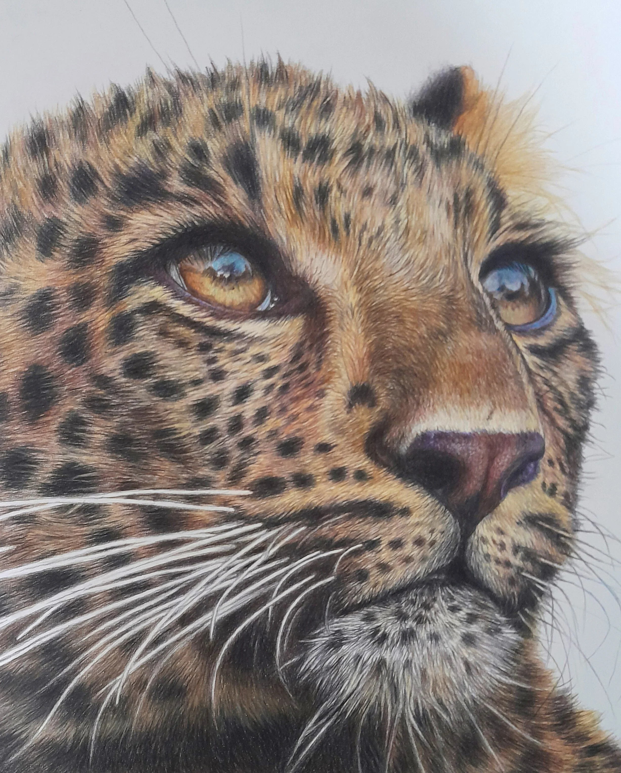WOOSNAM_JUSTINE_YOUNG LEOPARD_COLOUREDPENCIL_A4.jpg