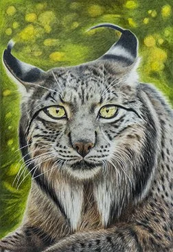 Eny_Orban_IberianLynx_colored pencil_9x12in.jpg