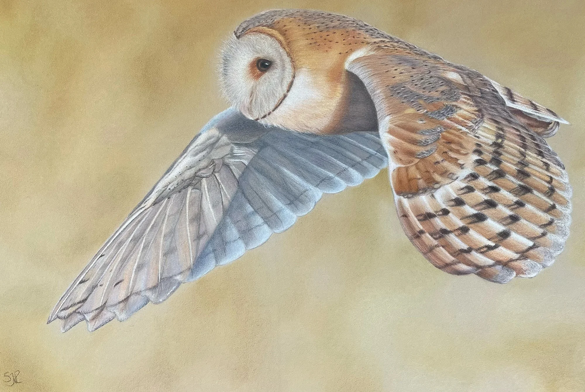 ROBERTS_SARAH-JAYNE_SILENT FLIGHT_COLOURED PENCIL_35X25CM.jpg