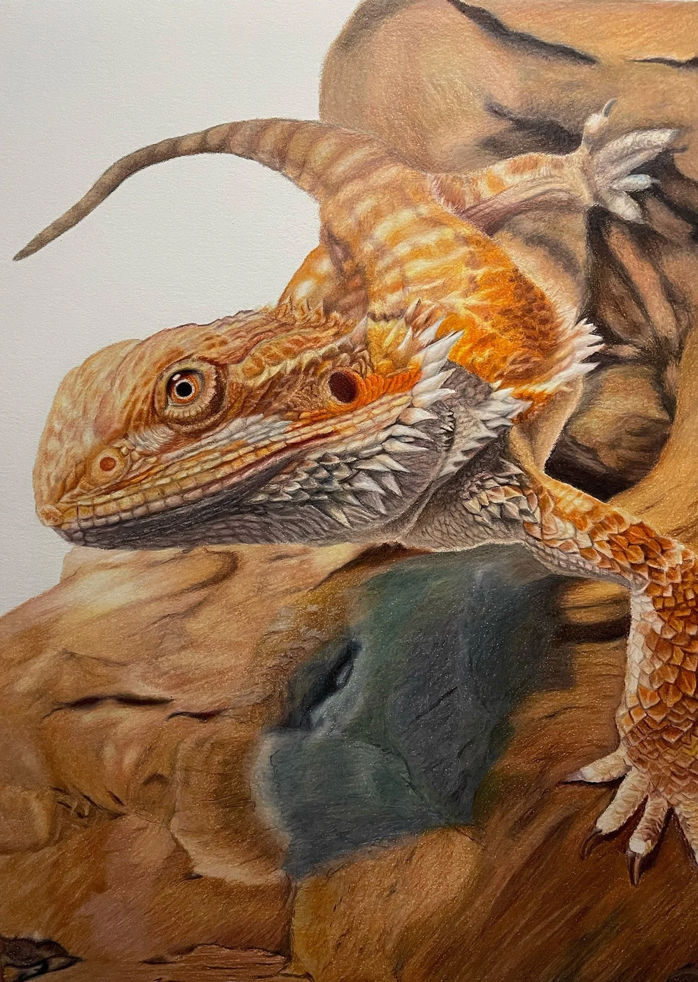 ROBERTS_SARAH-JAYNE_WATCHFUL_COLOURED PENCIL_21X30CM.jpg