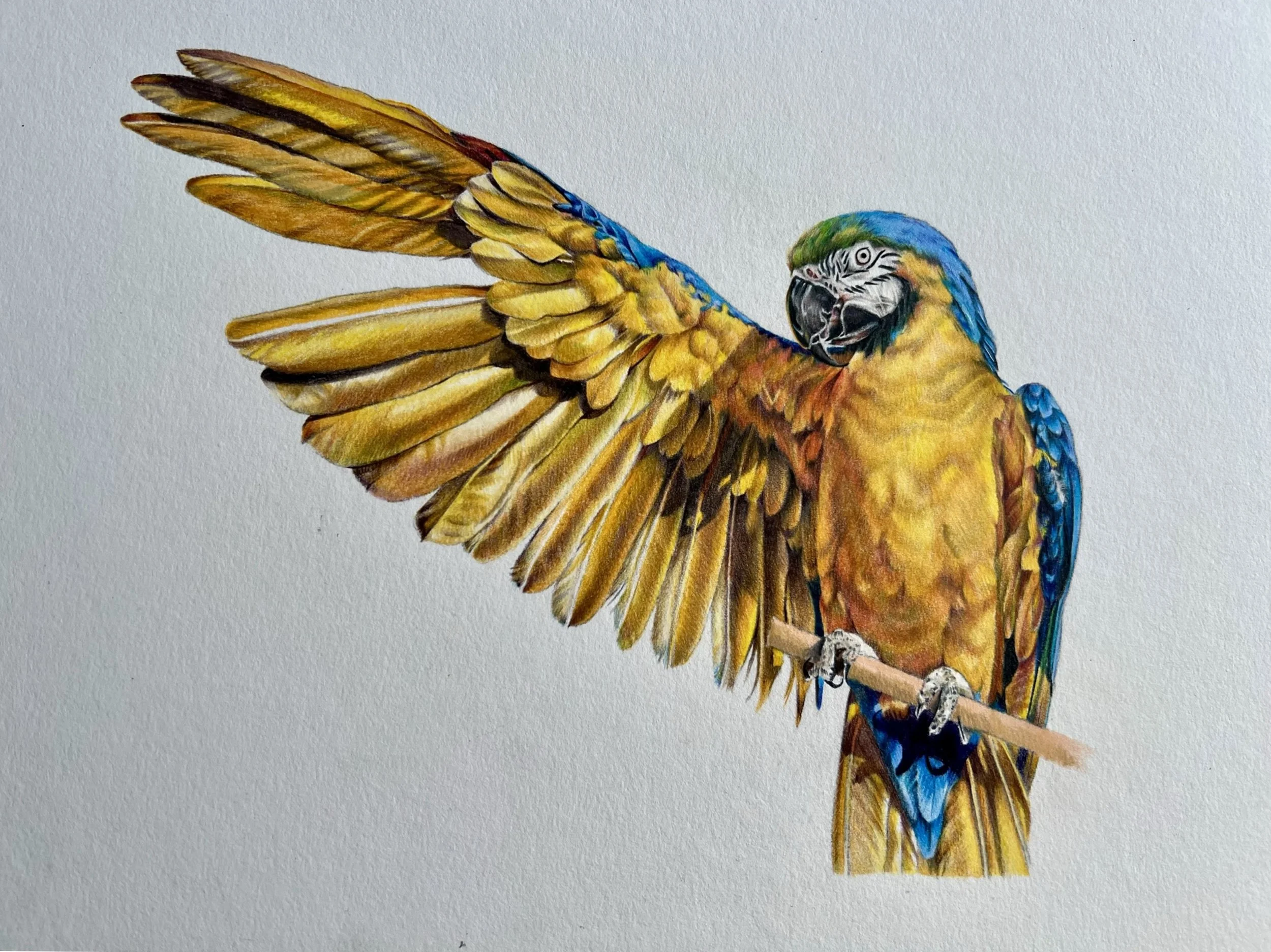 SUNLIT WINGS