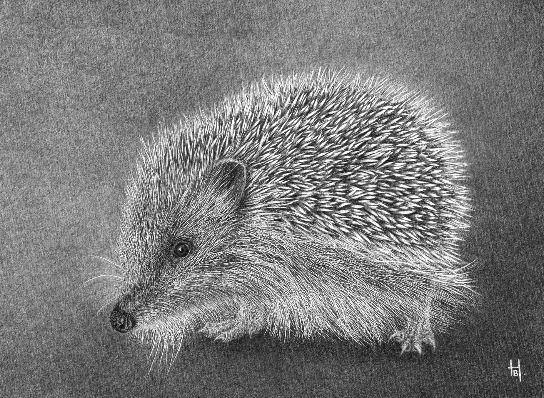 HEDGEHOG