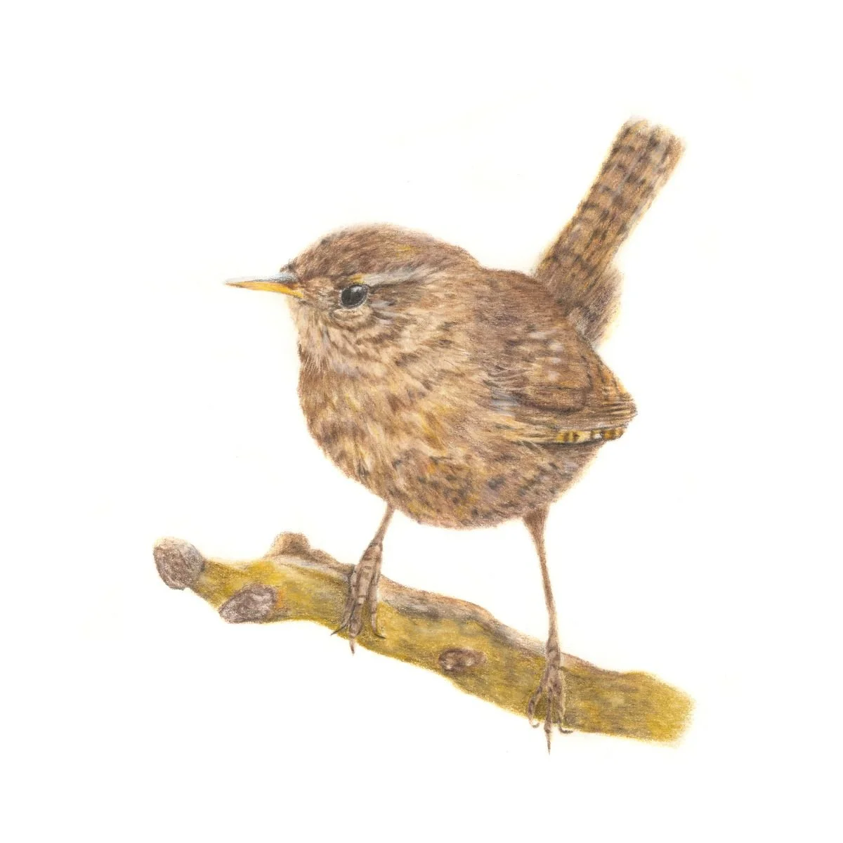 JENNY WREN